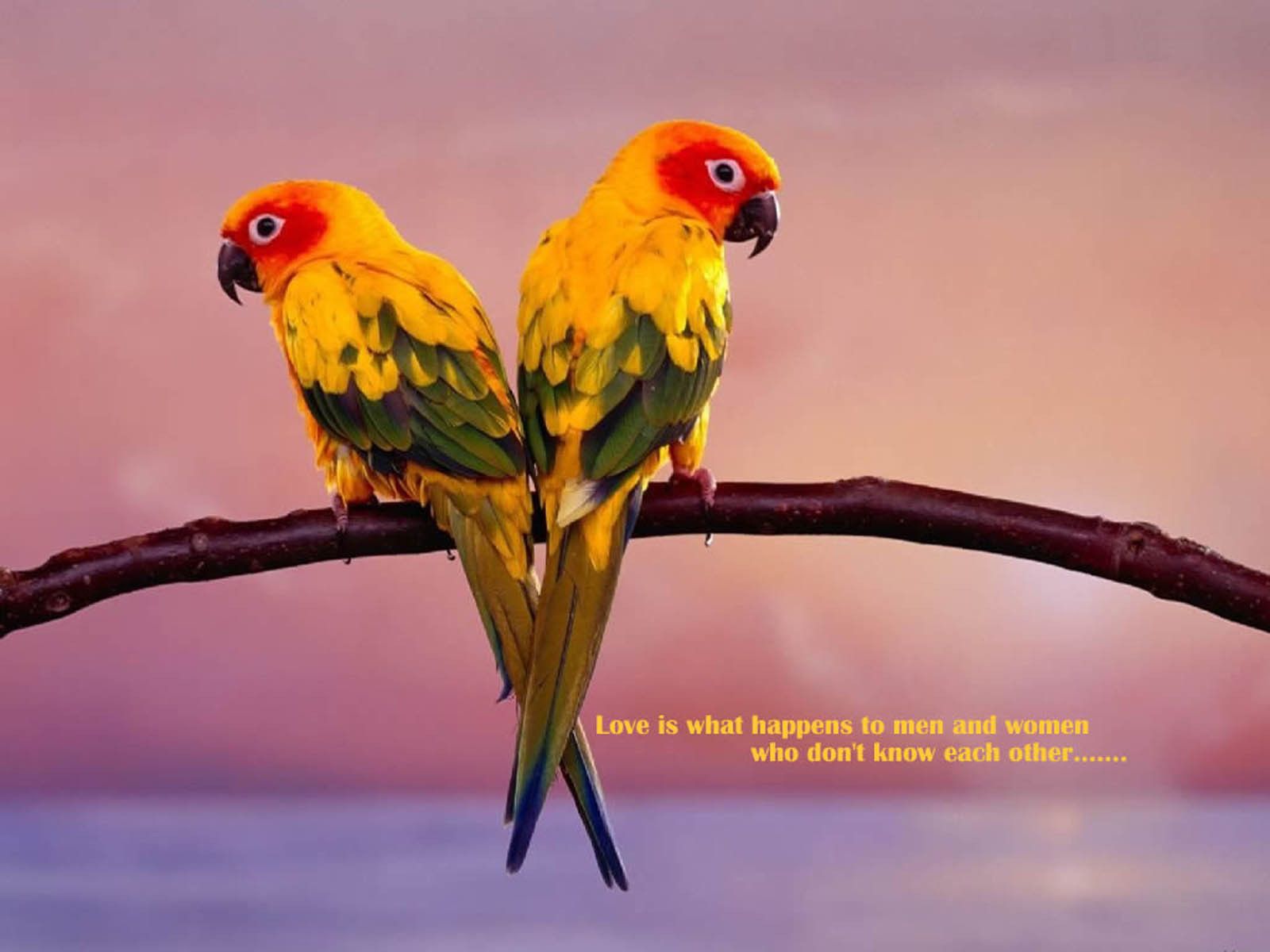 Lovebirds Wallpapers