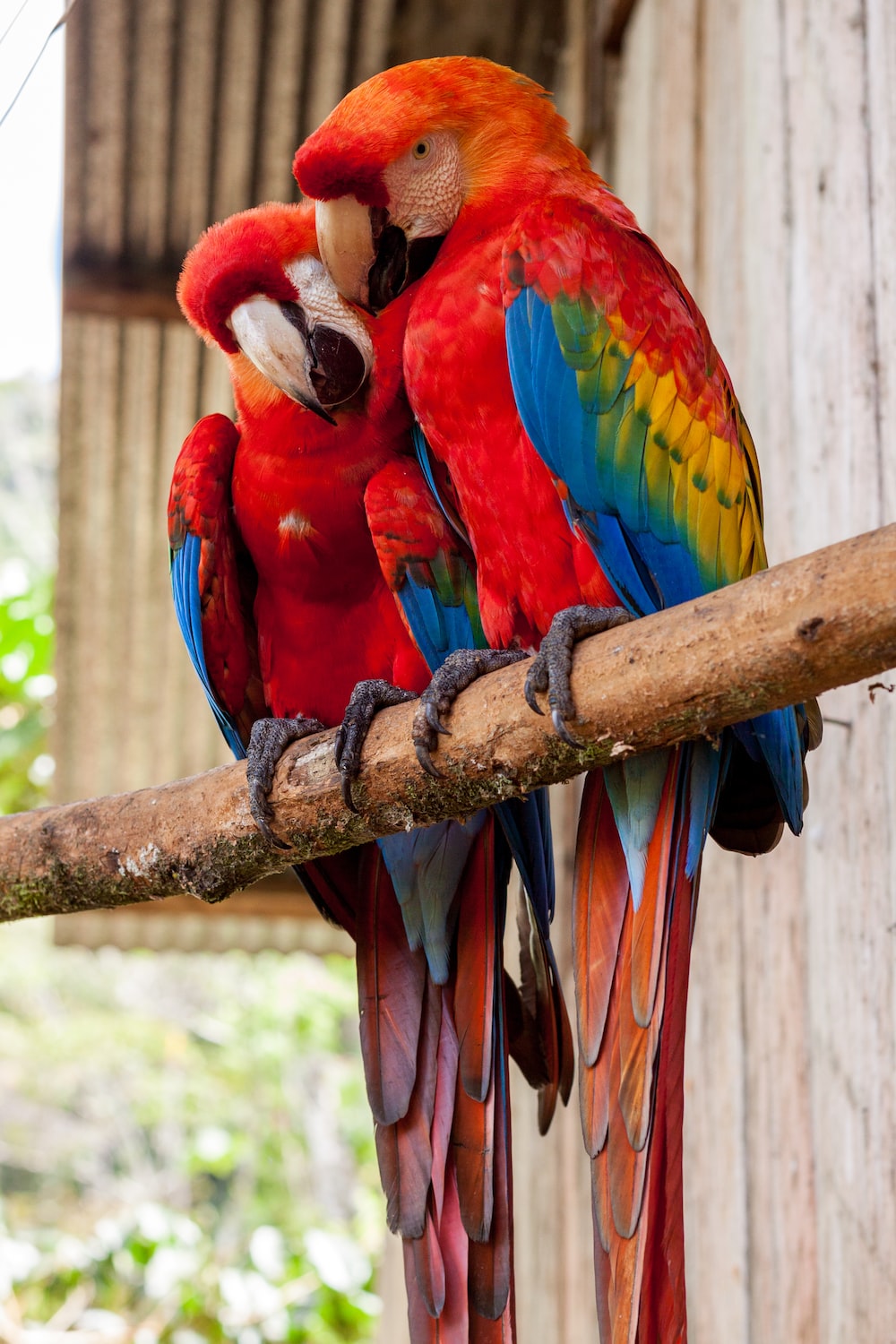 Lovebirds Wallpapers