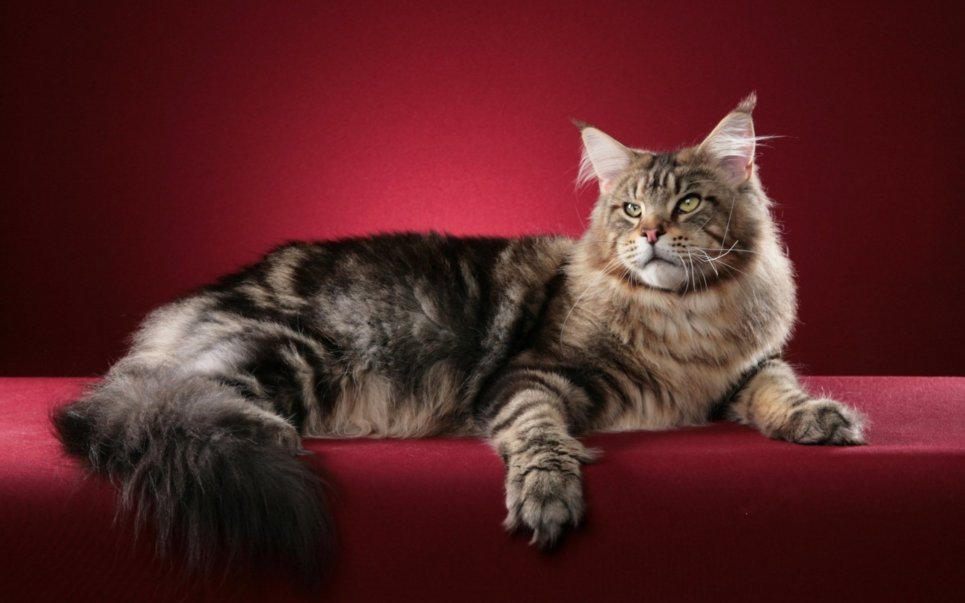 Maine Coon Wallpapers