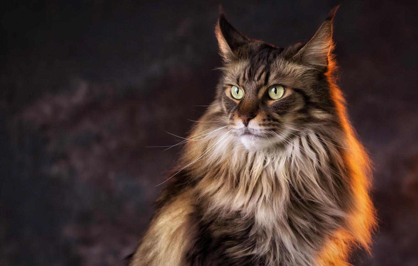 Maine Coon Wallpapers