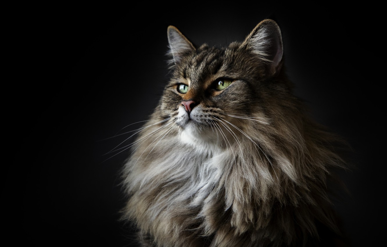 Maine Coon Wallpapers