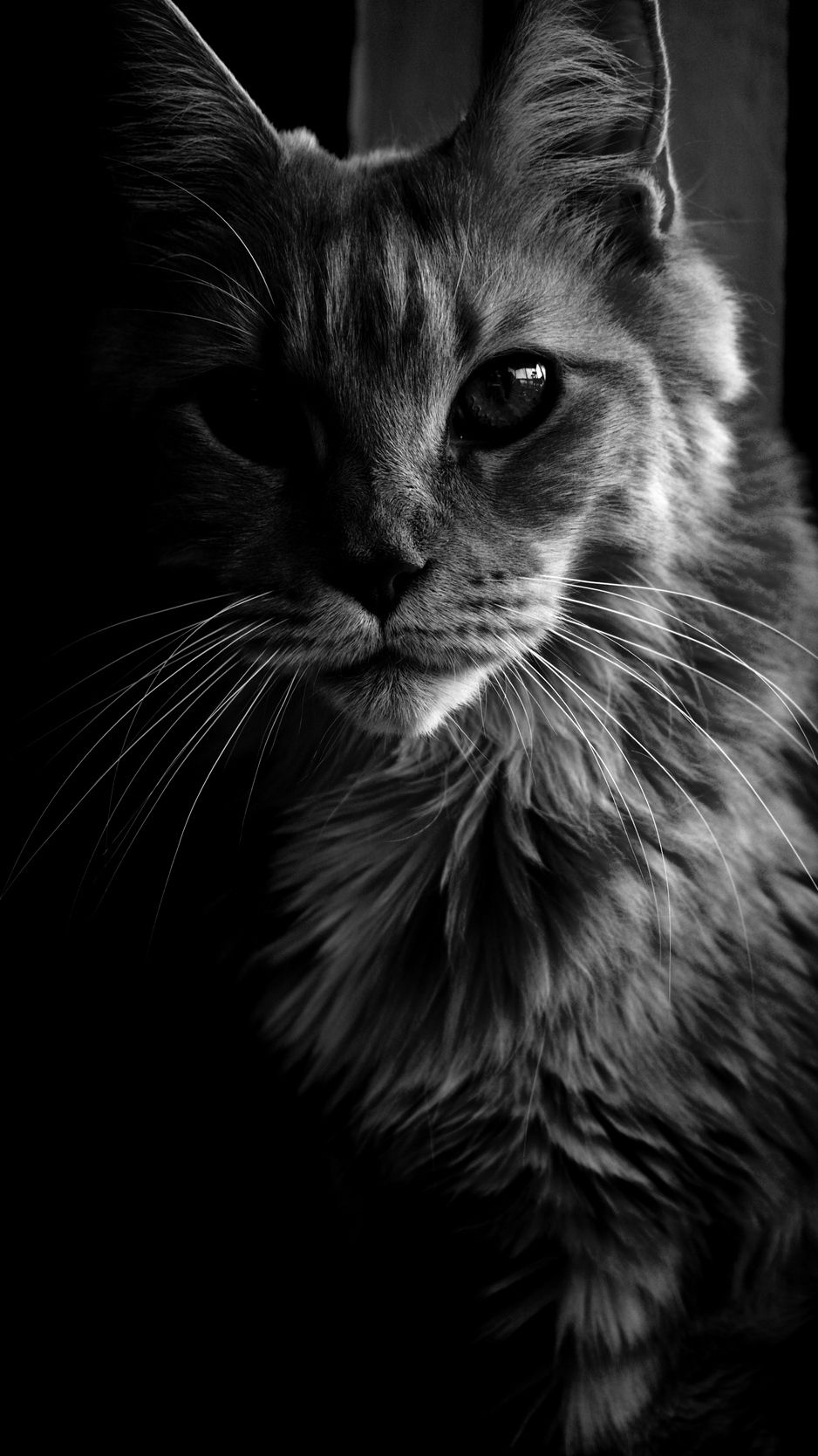 Maine Coon Wallpapers