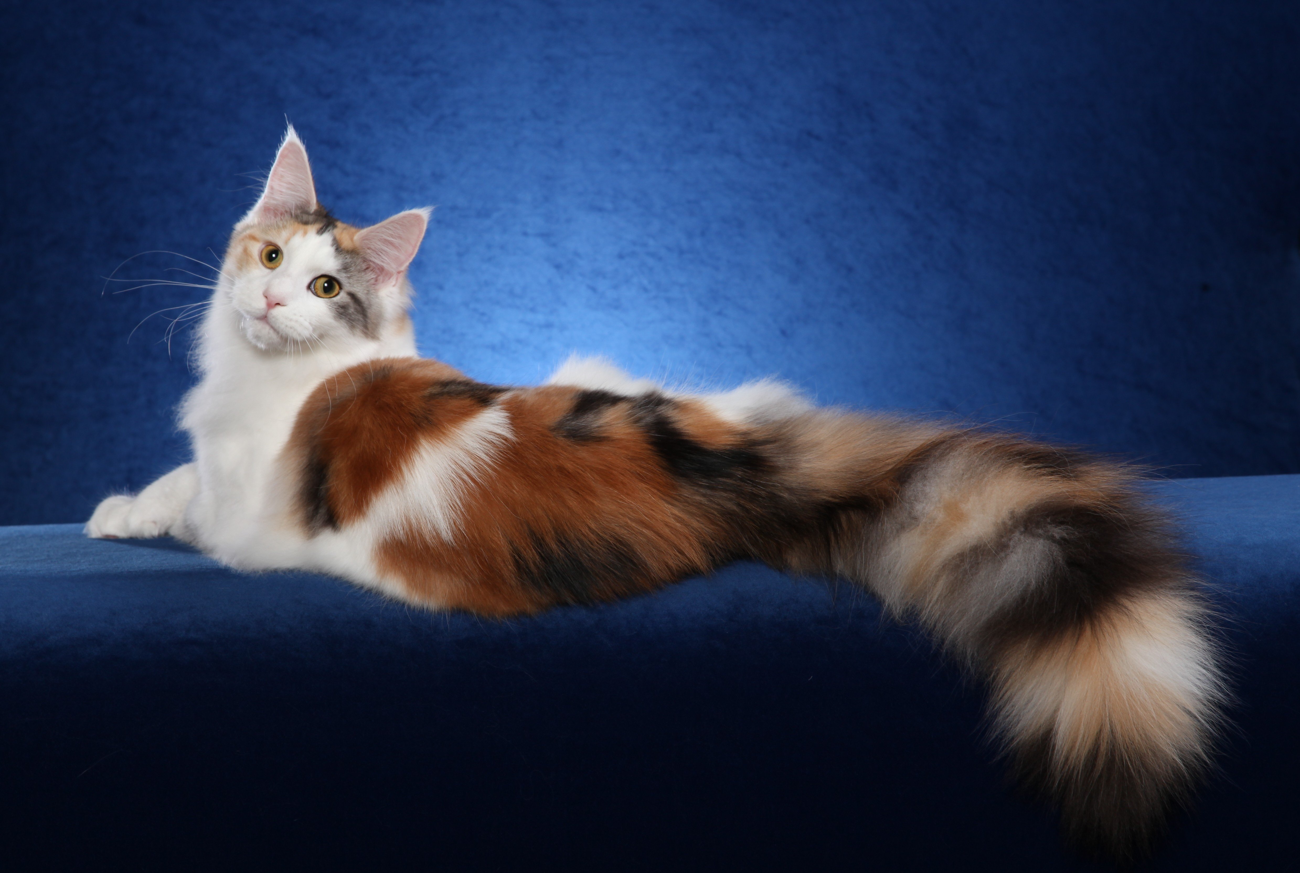 Maine Coon Wallpapers