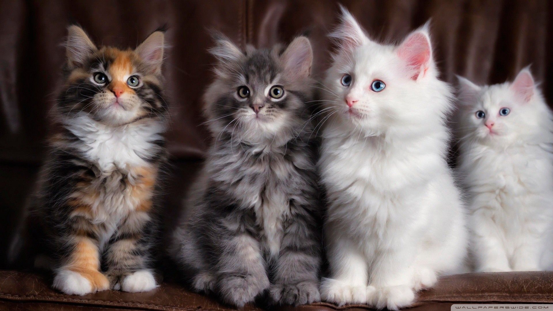 Maine Coon Wallpapers