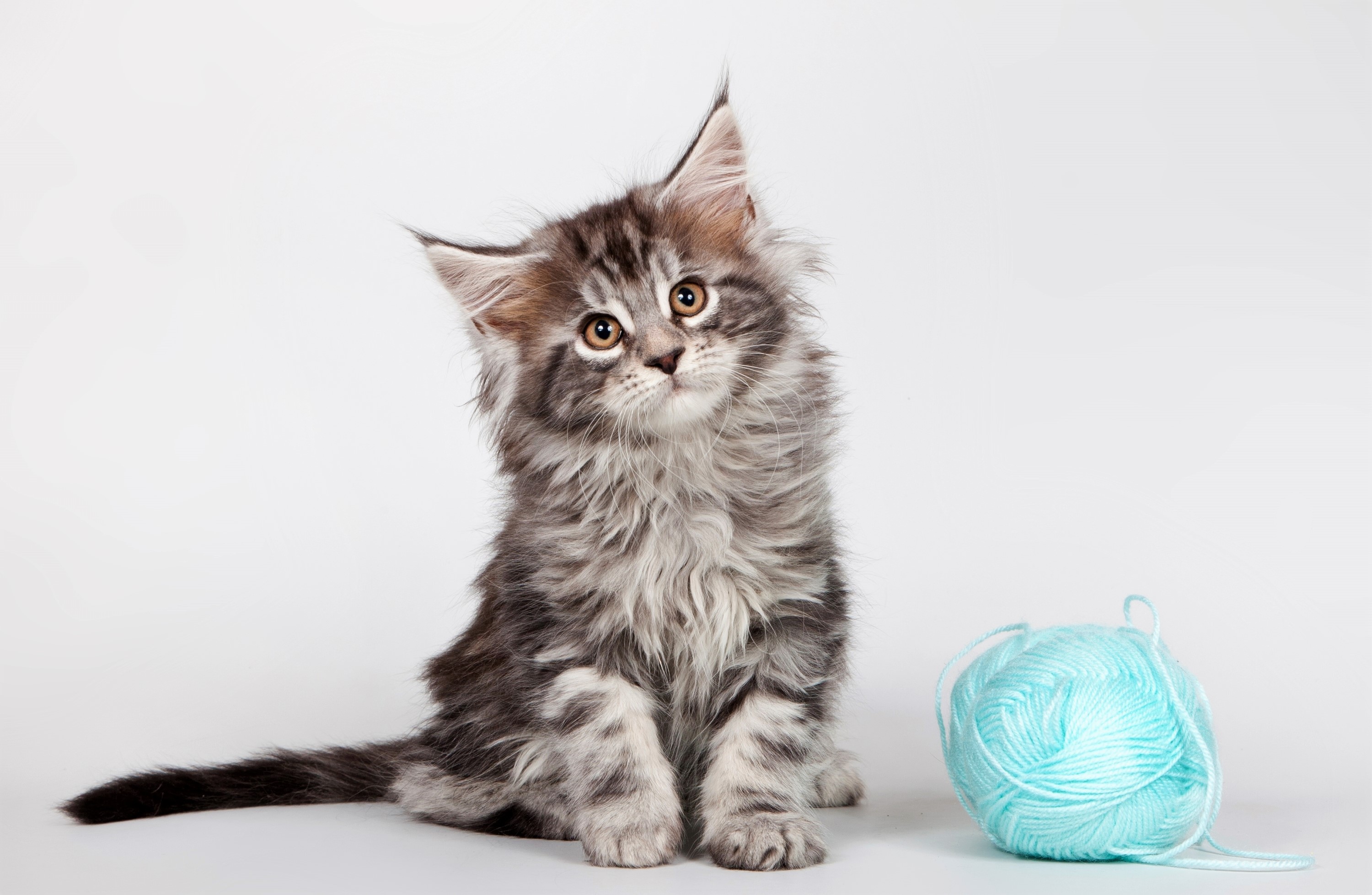 Maine Coon Wallpapers