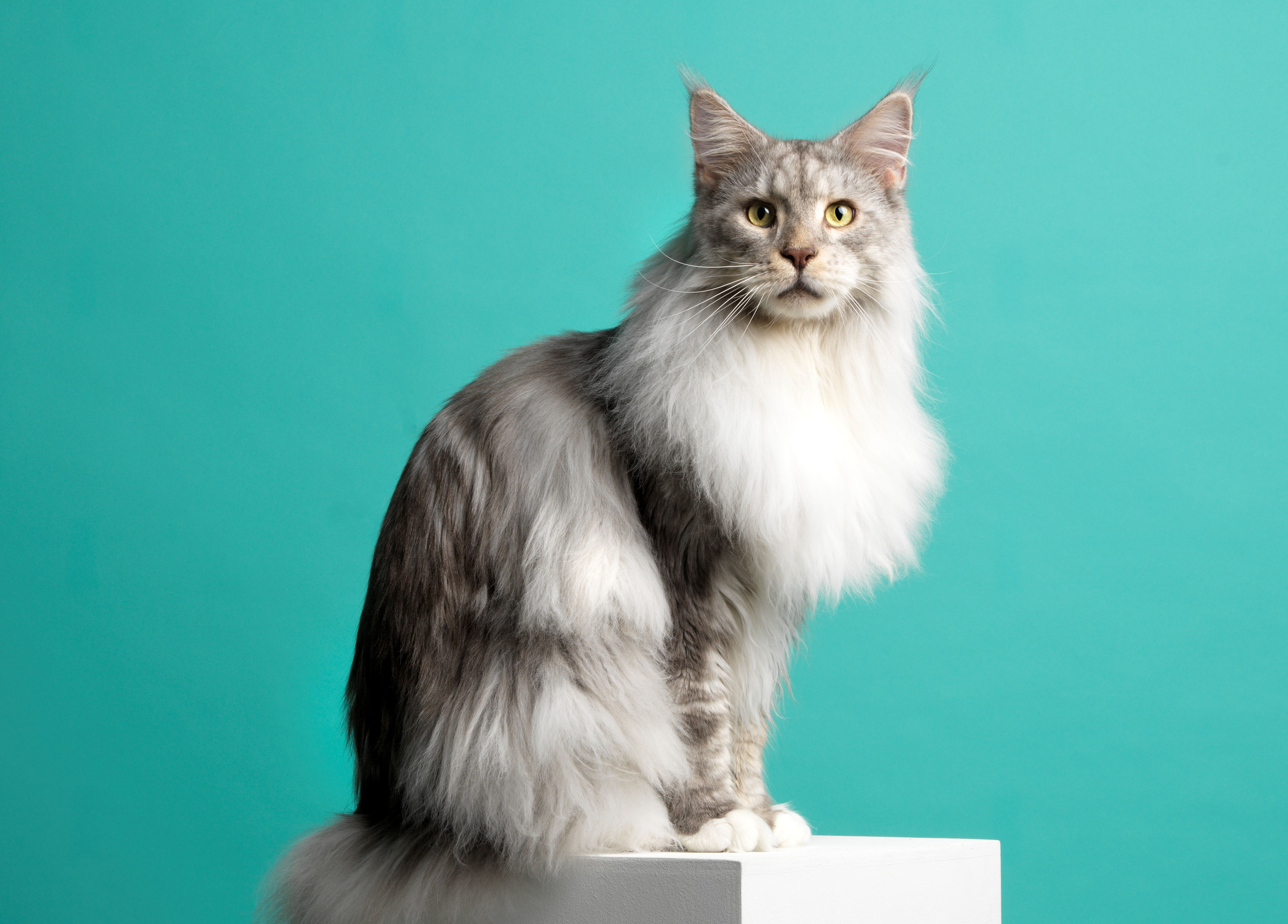 Maine Coon Wallpapers