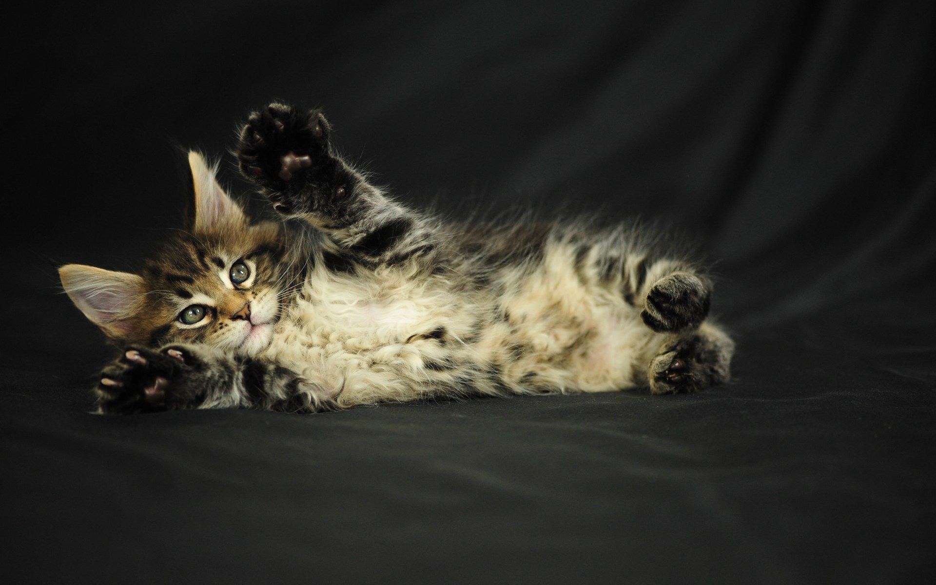 Maine Coon Wallpapers