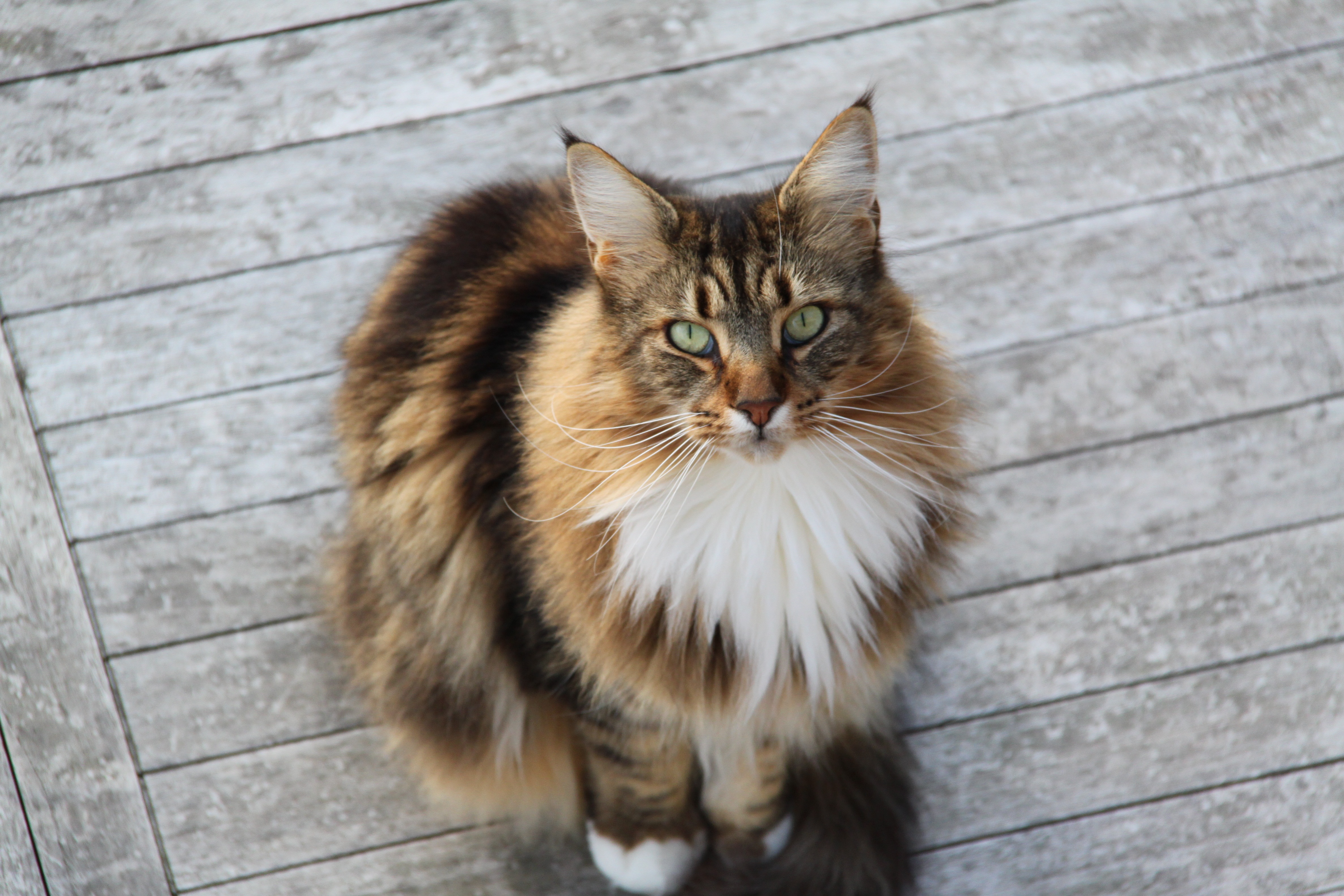 Maine Coon Wallpapers