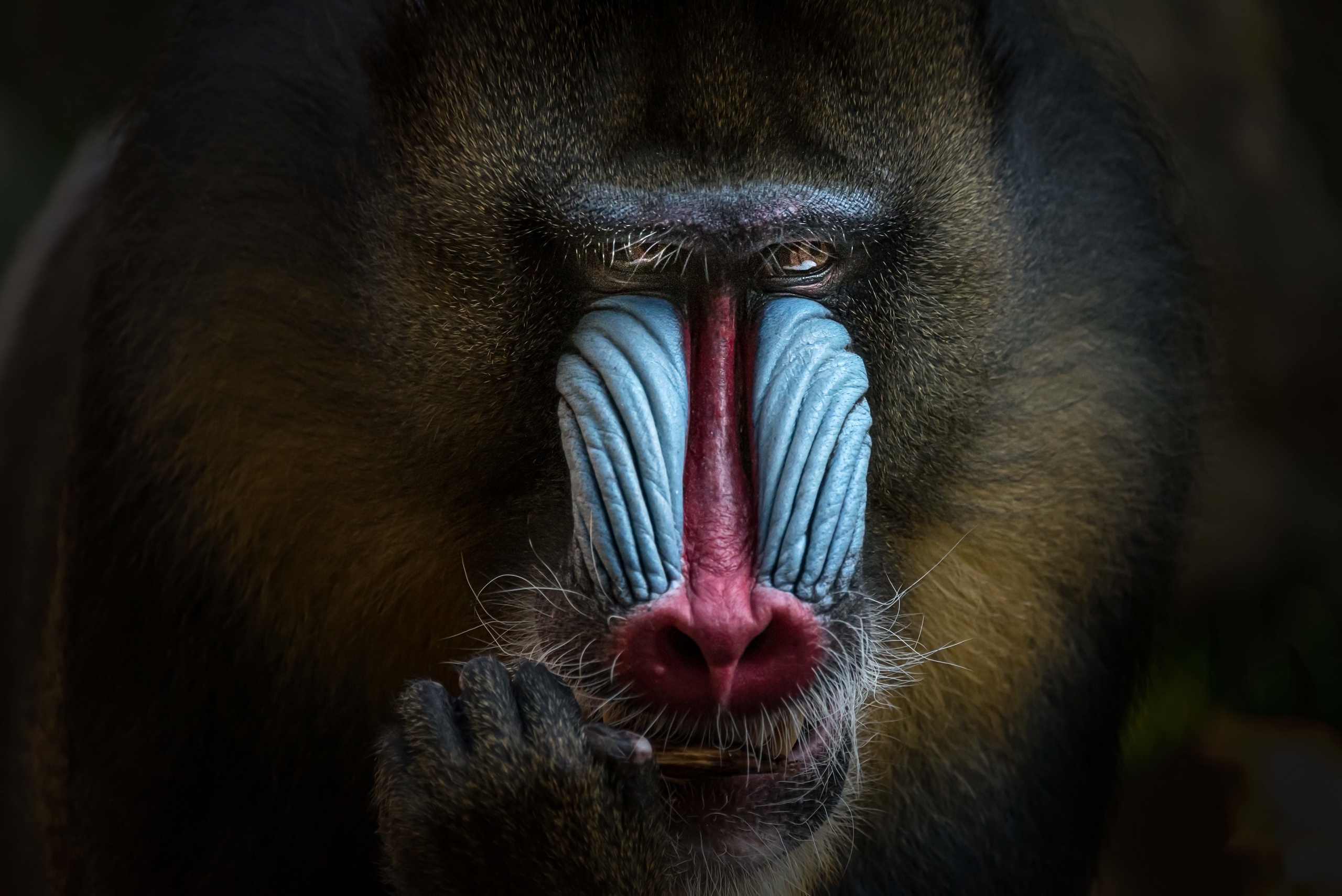 Mandrill Wallpapers