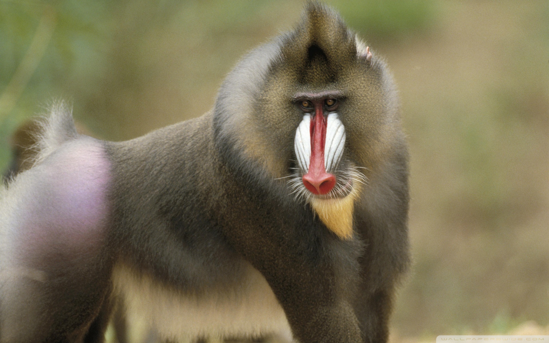 Mandrill Wallpapers