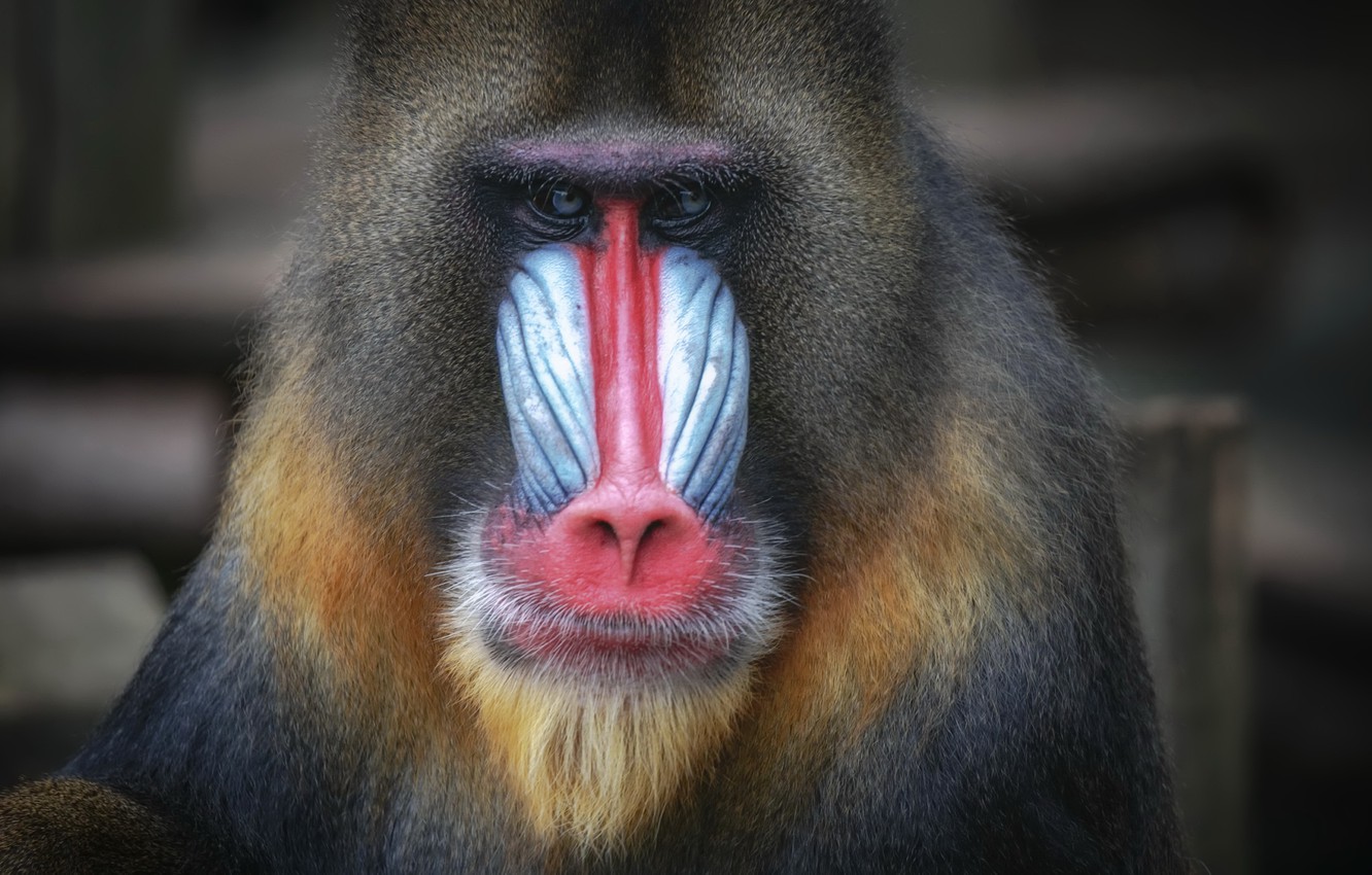 Mandrill Wallpapers