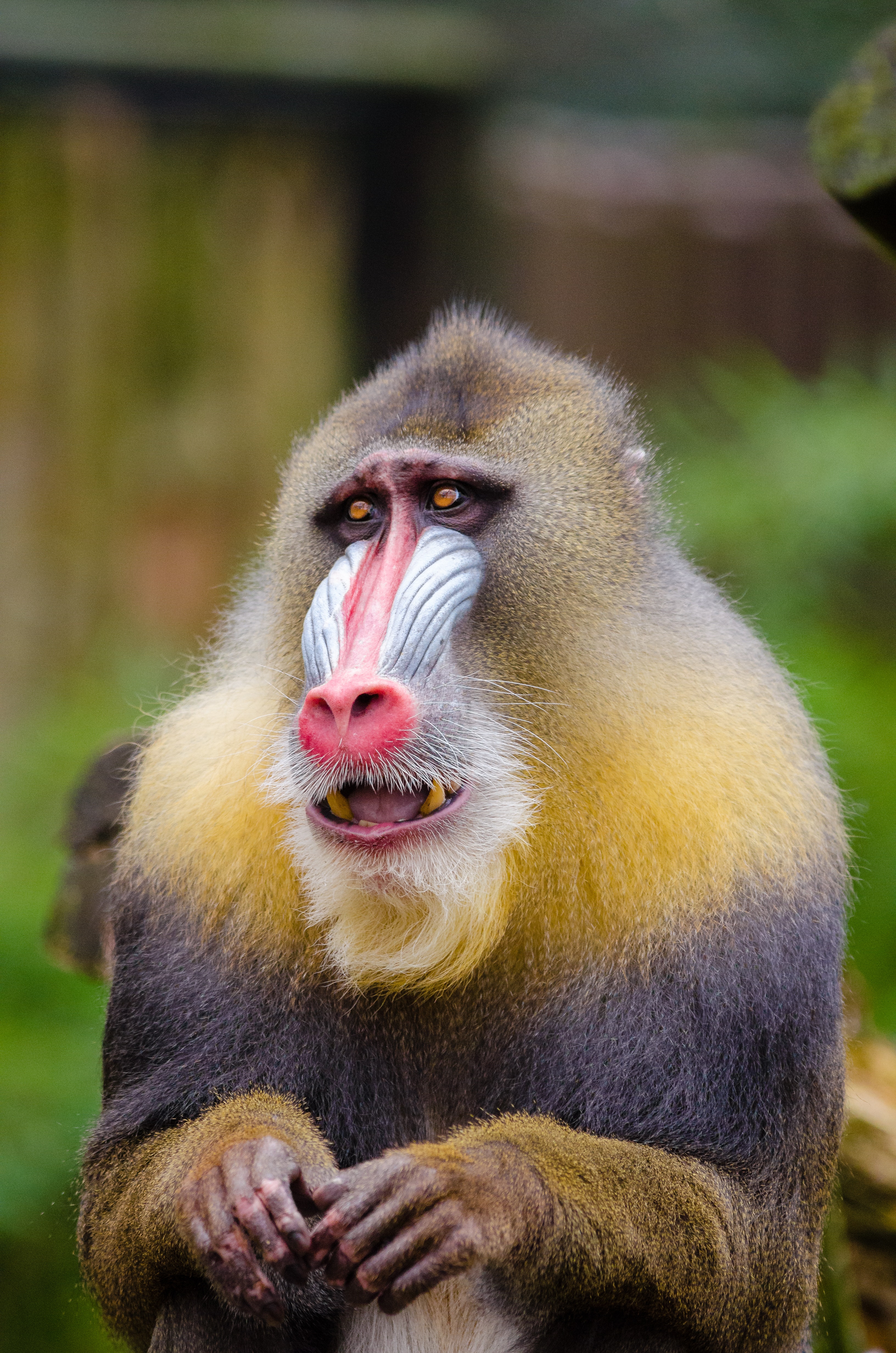 Mandrill Wallpapers