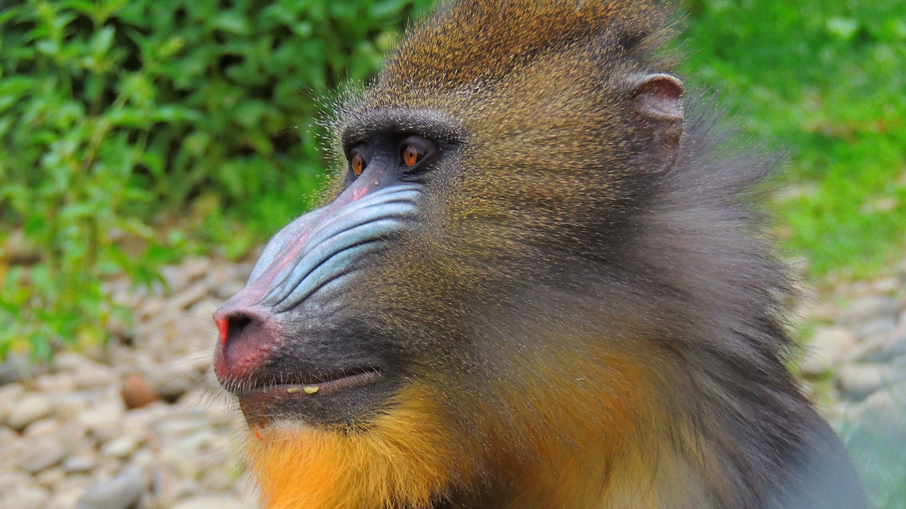 Mandrill Wallpapers