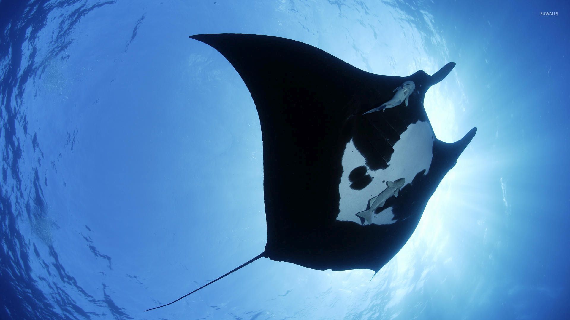 Manta Ray Wallpapers