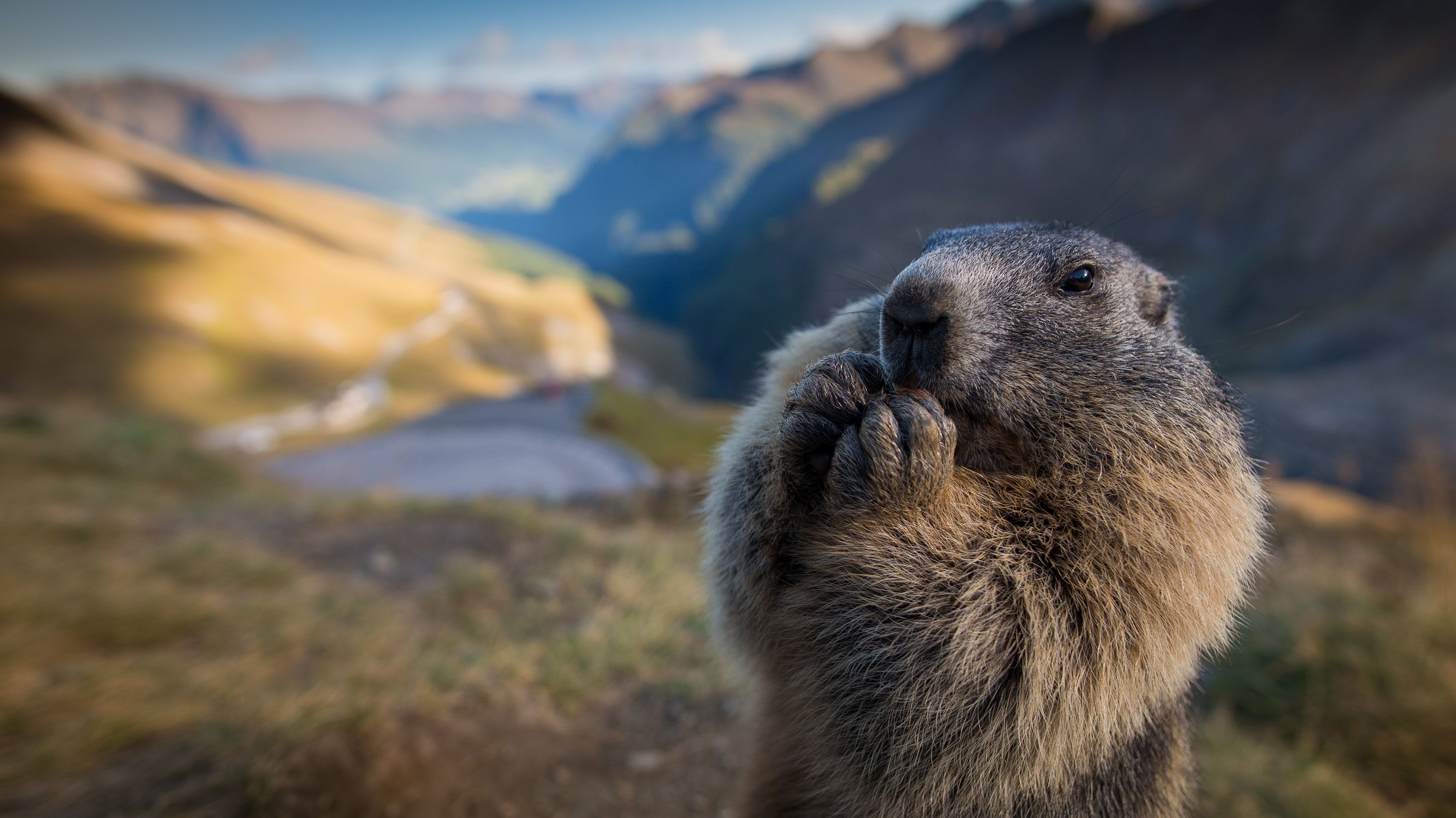 Marmot Wallpapers