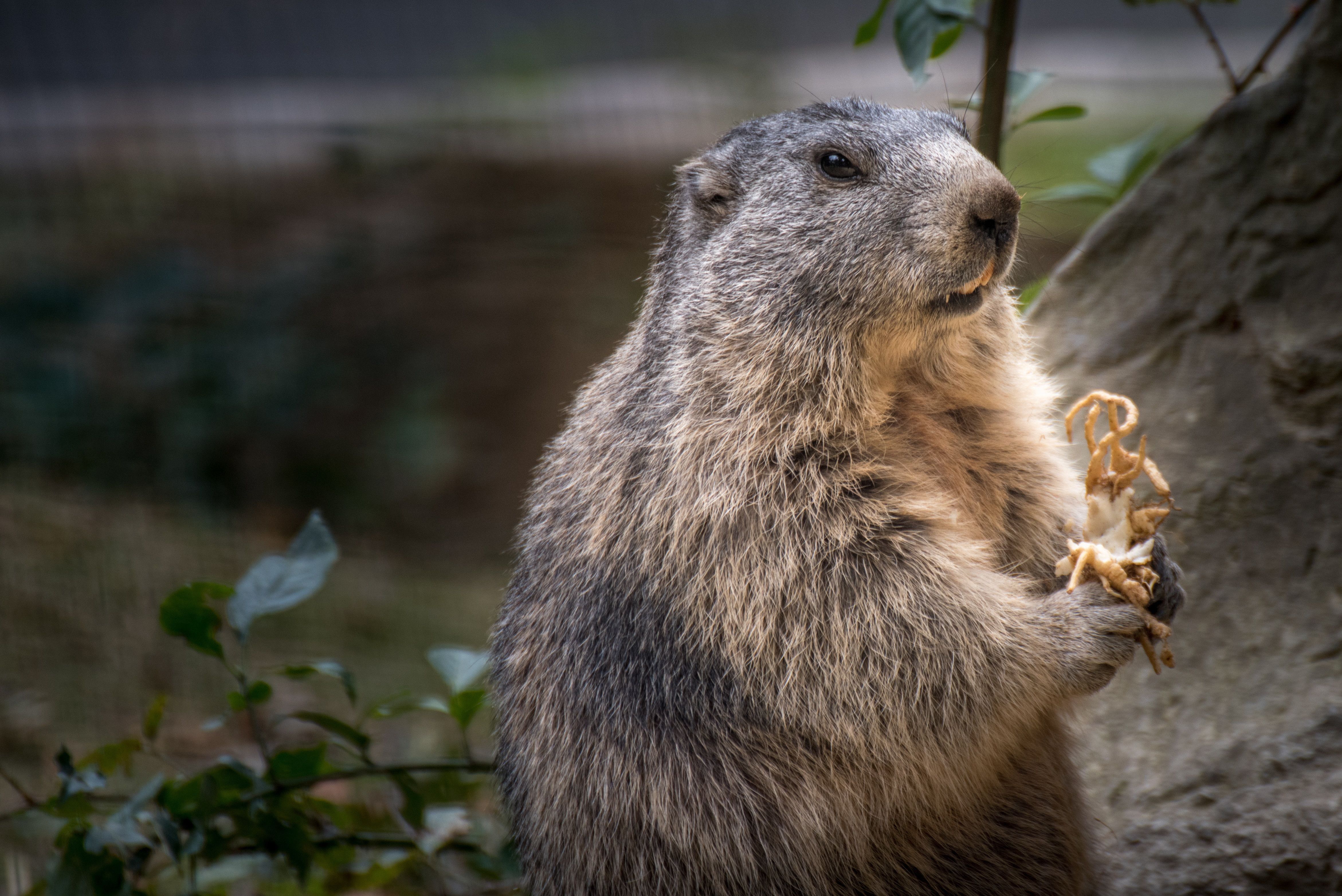 Marmot Wallpapers