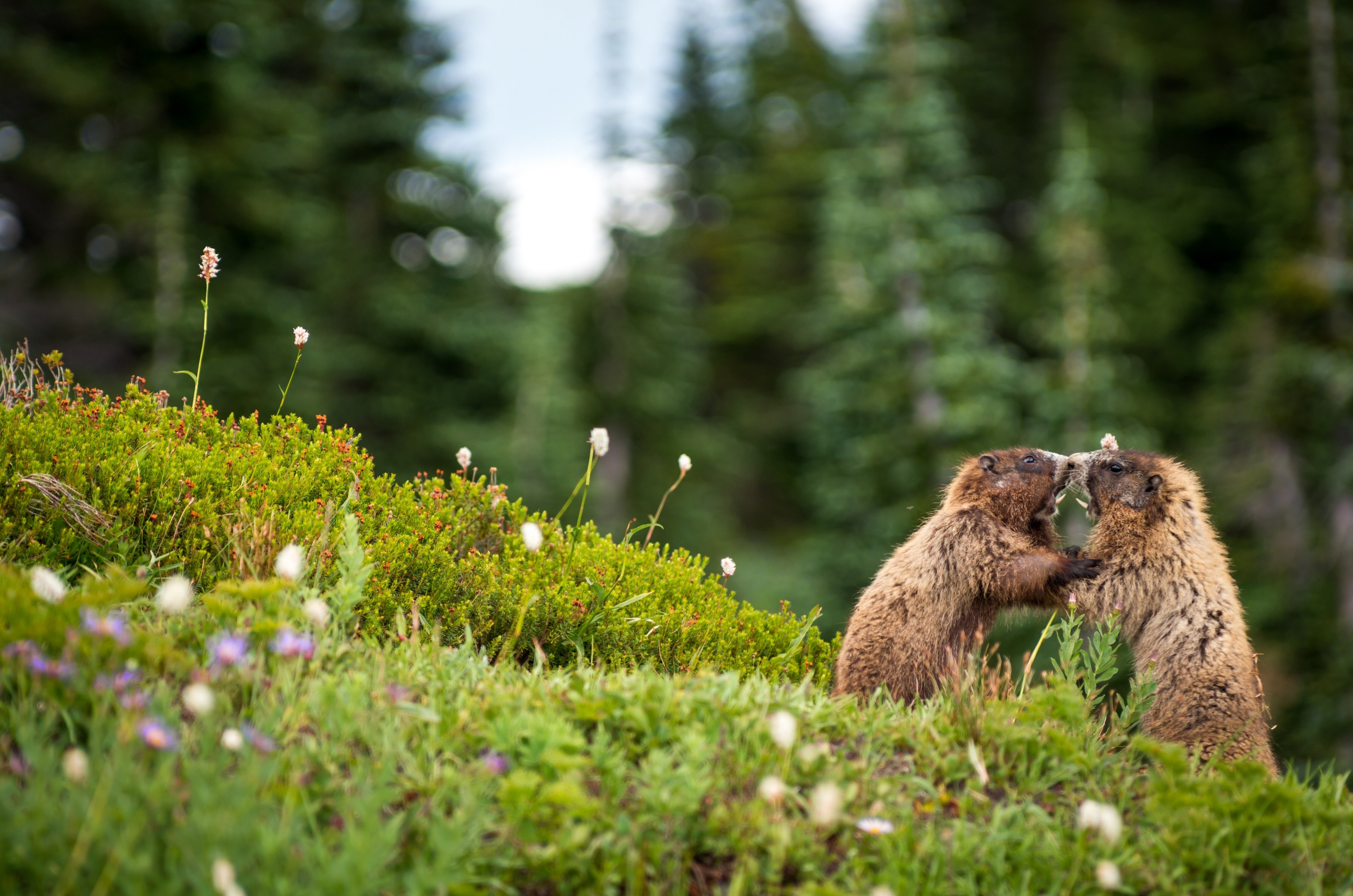 Marmot Wallpapers