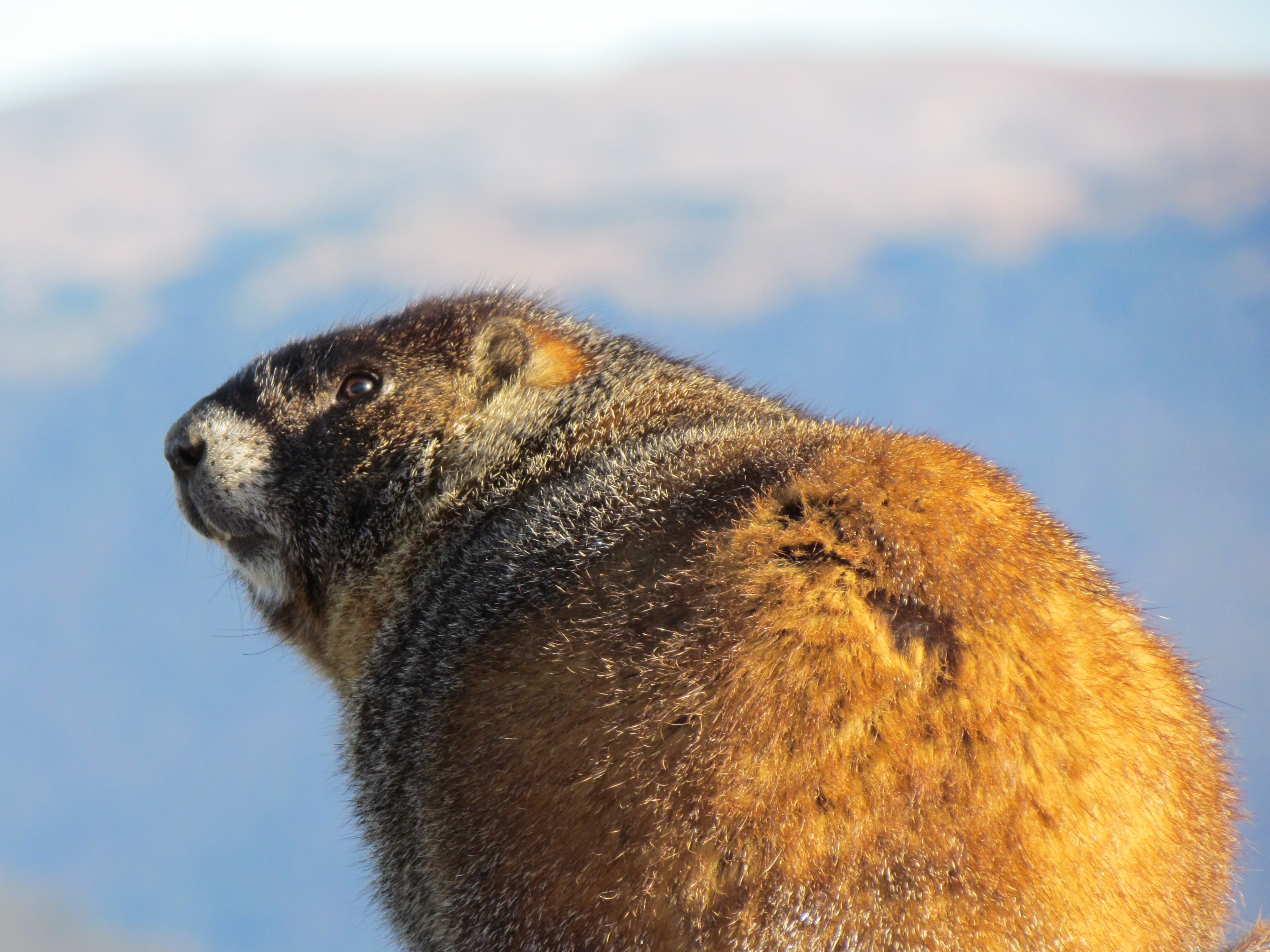 Marmot Wallpapers