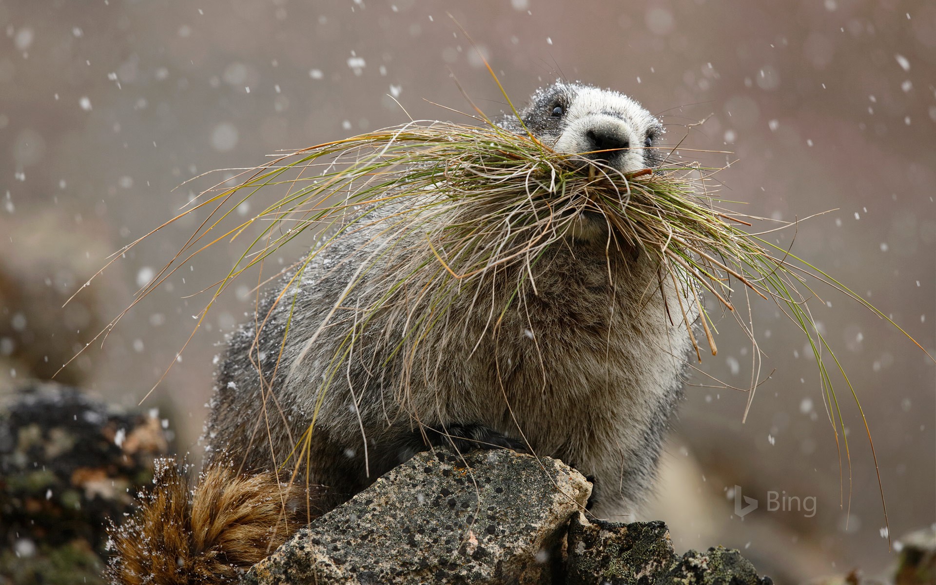 Marmot Wallpapers