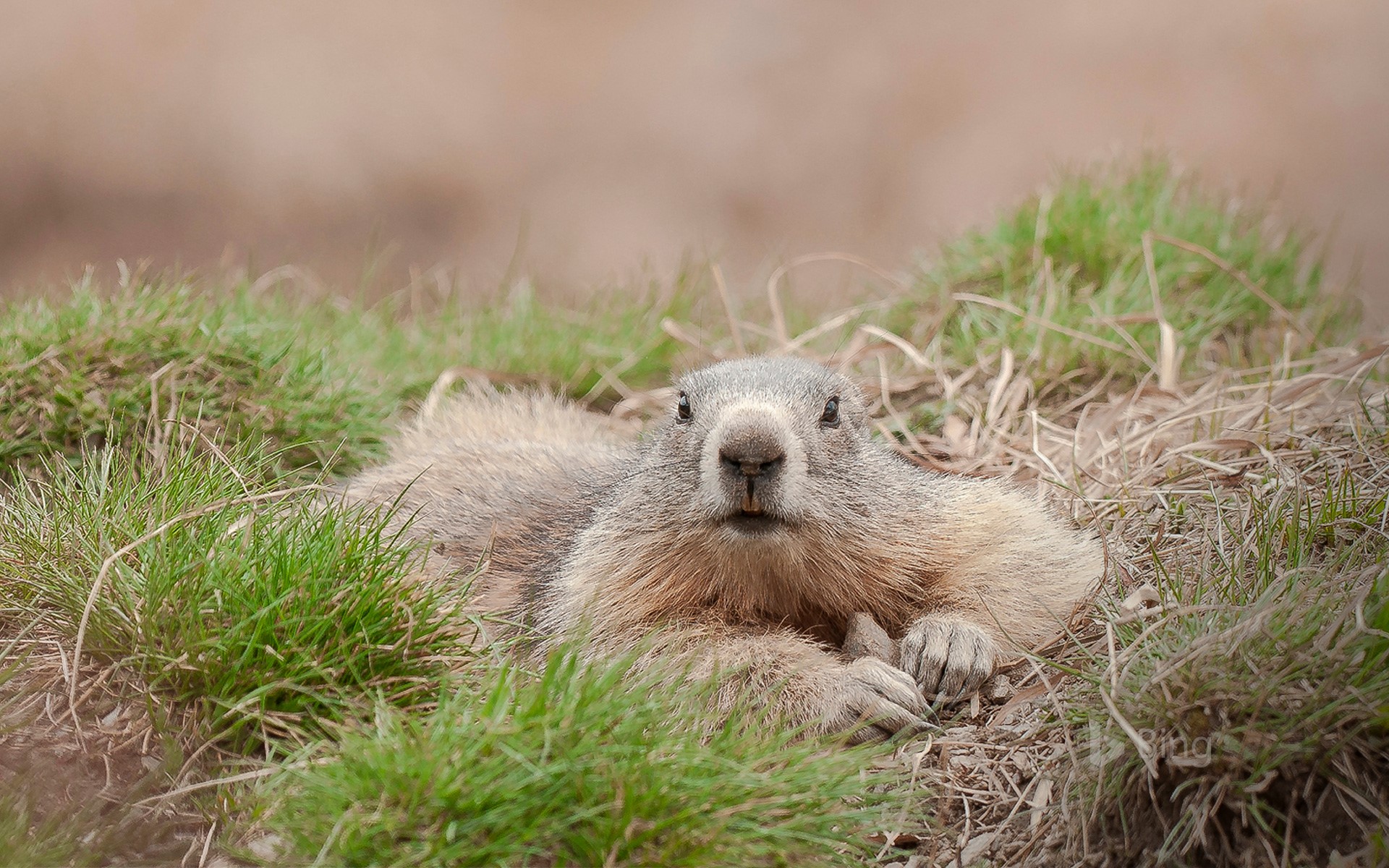 Marmot Wallpapers