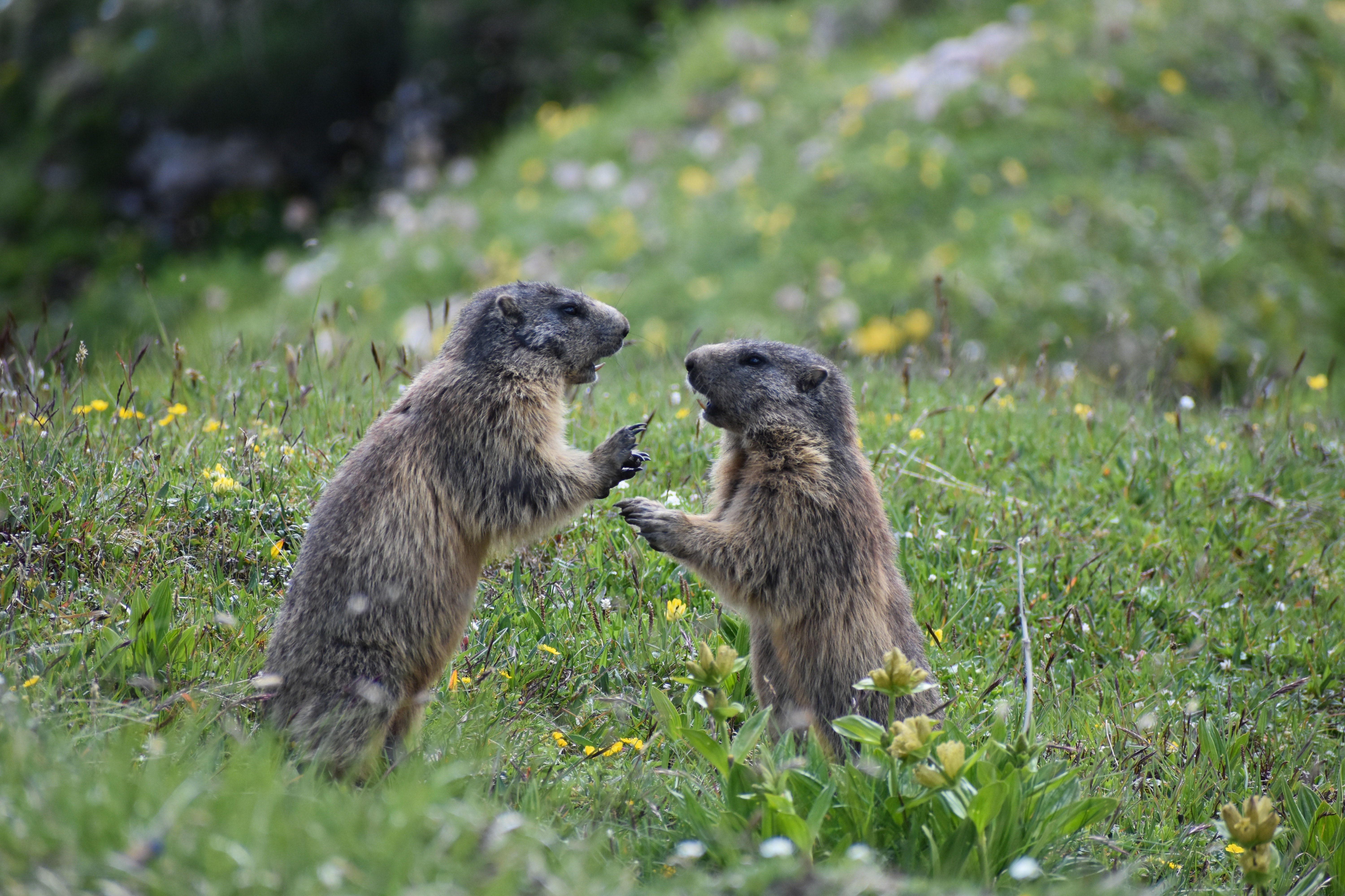 Marmot Wallpapers