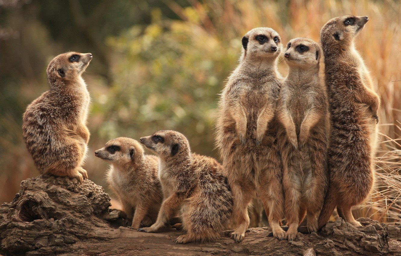 Meerkat Wallpapers