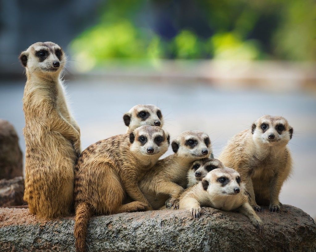 Meerkat Wallpapers