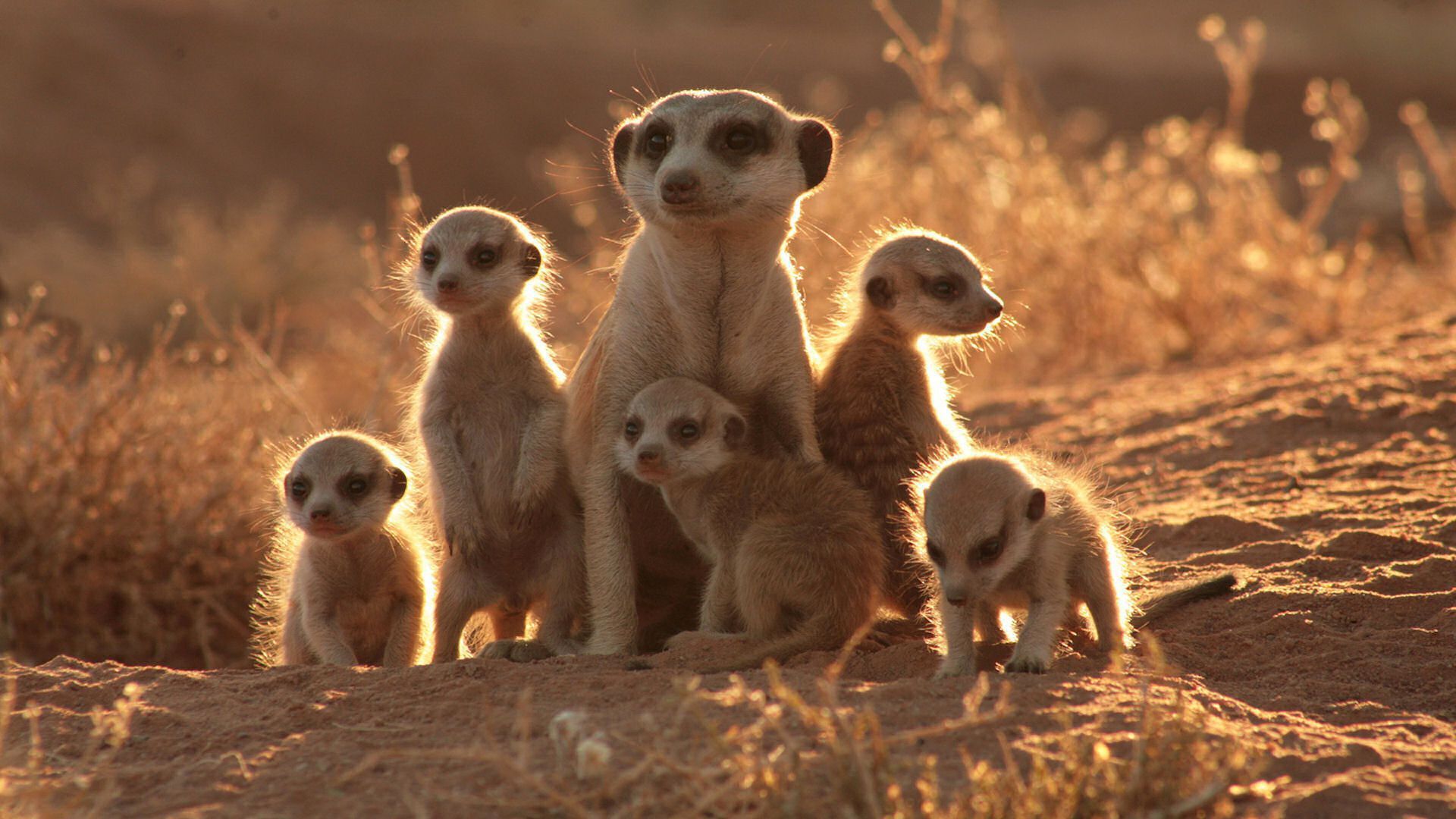 Meerkat Wallpapers