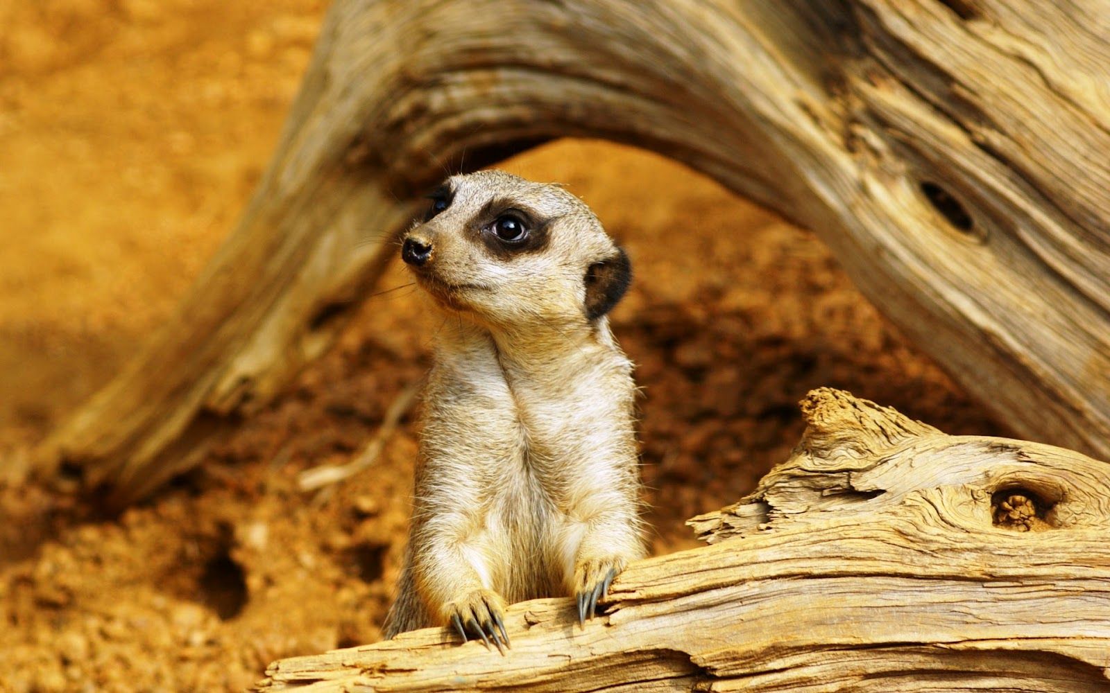 Meerkat Wallpapers