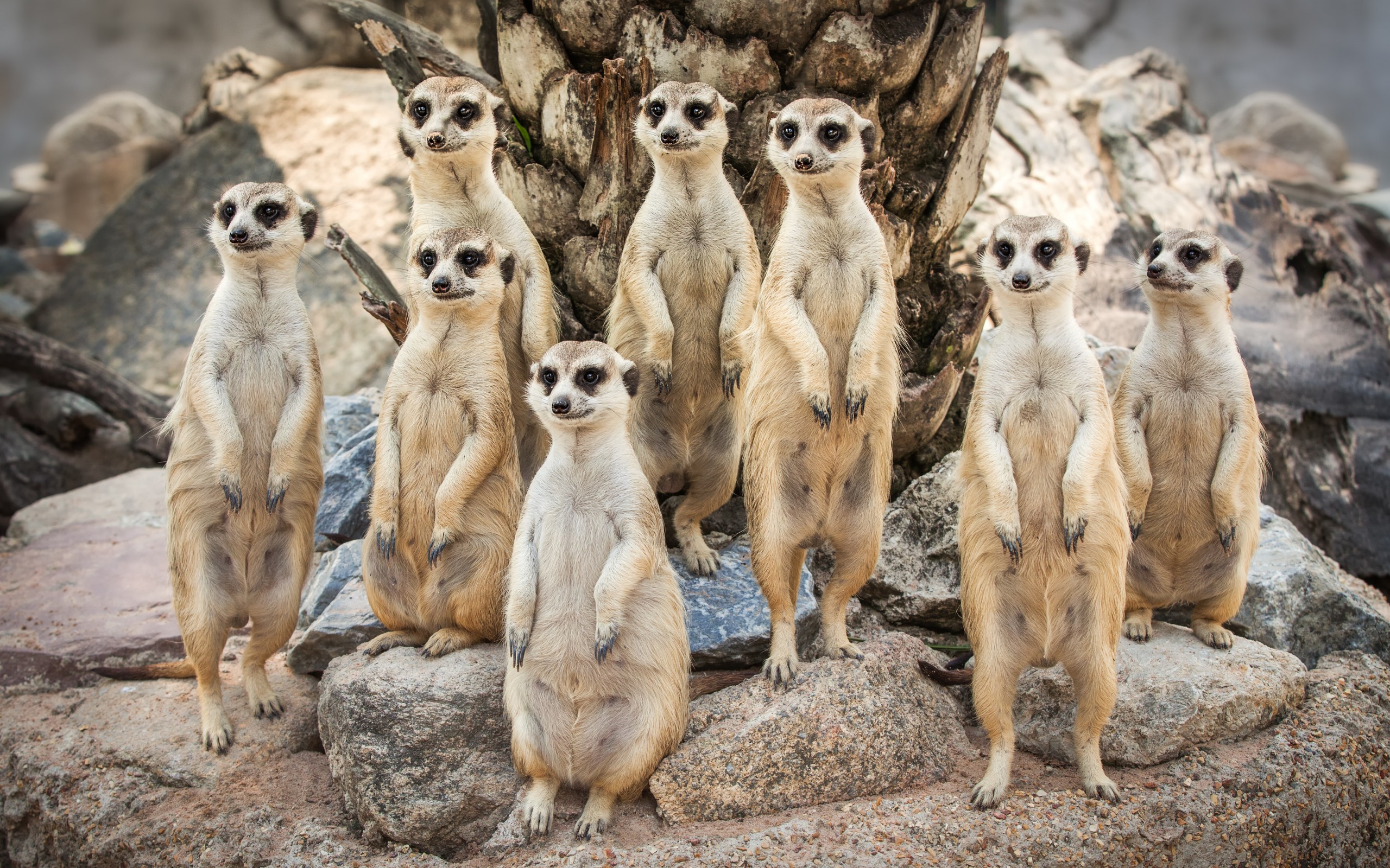 Meerkat Wallpapers