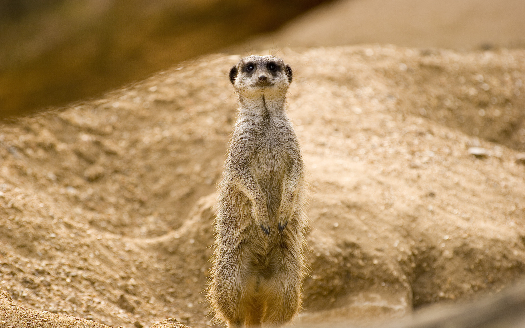 Meerkat Wallpapers