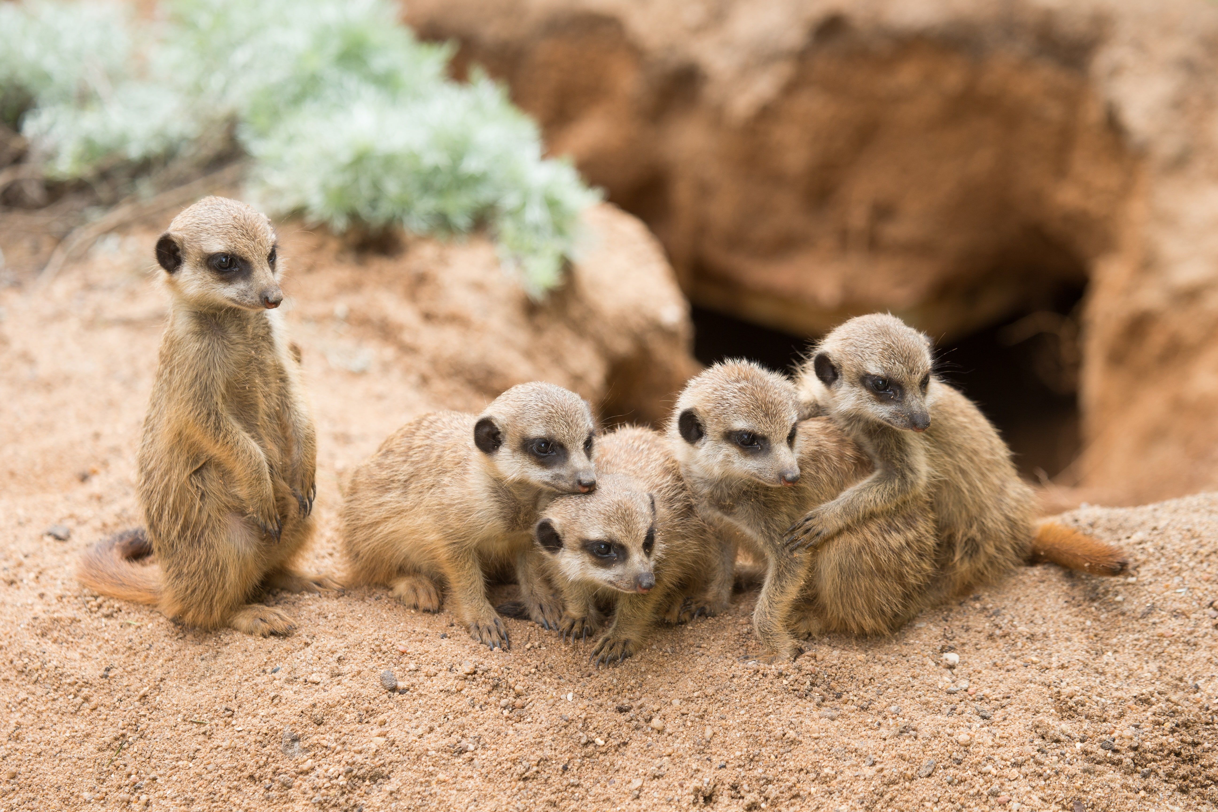 Meerkat Wallpapers