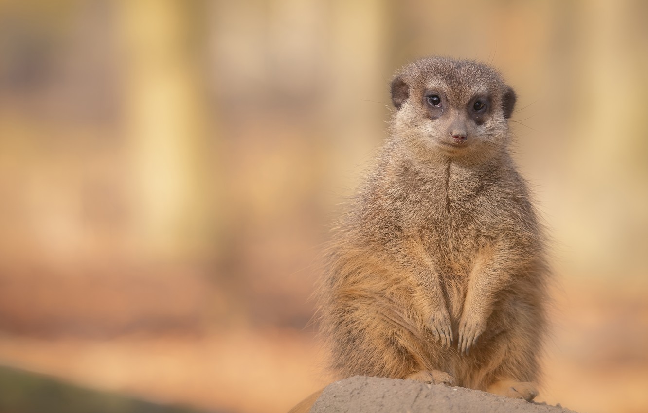 Meerkat Wallpapers