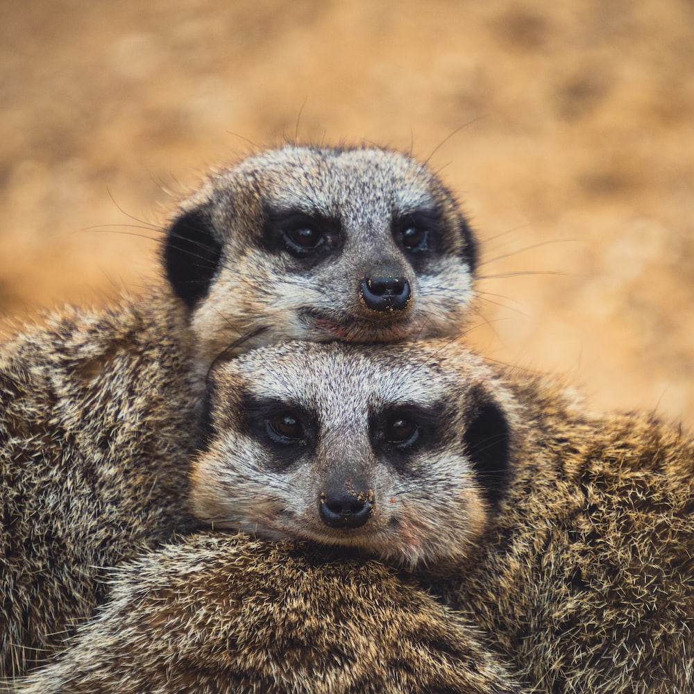 Meerkat Wallpapers