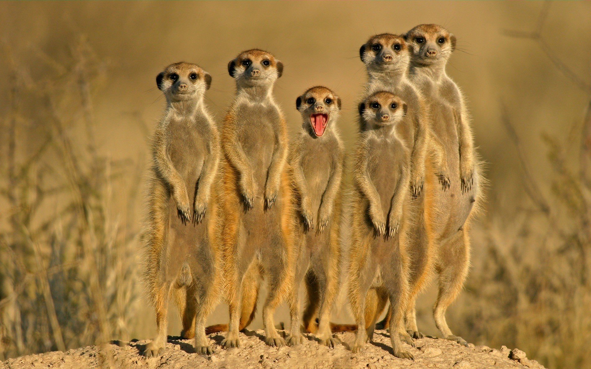 Meerkat Wallpapers