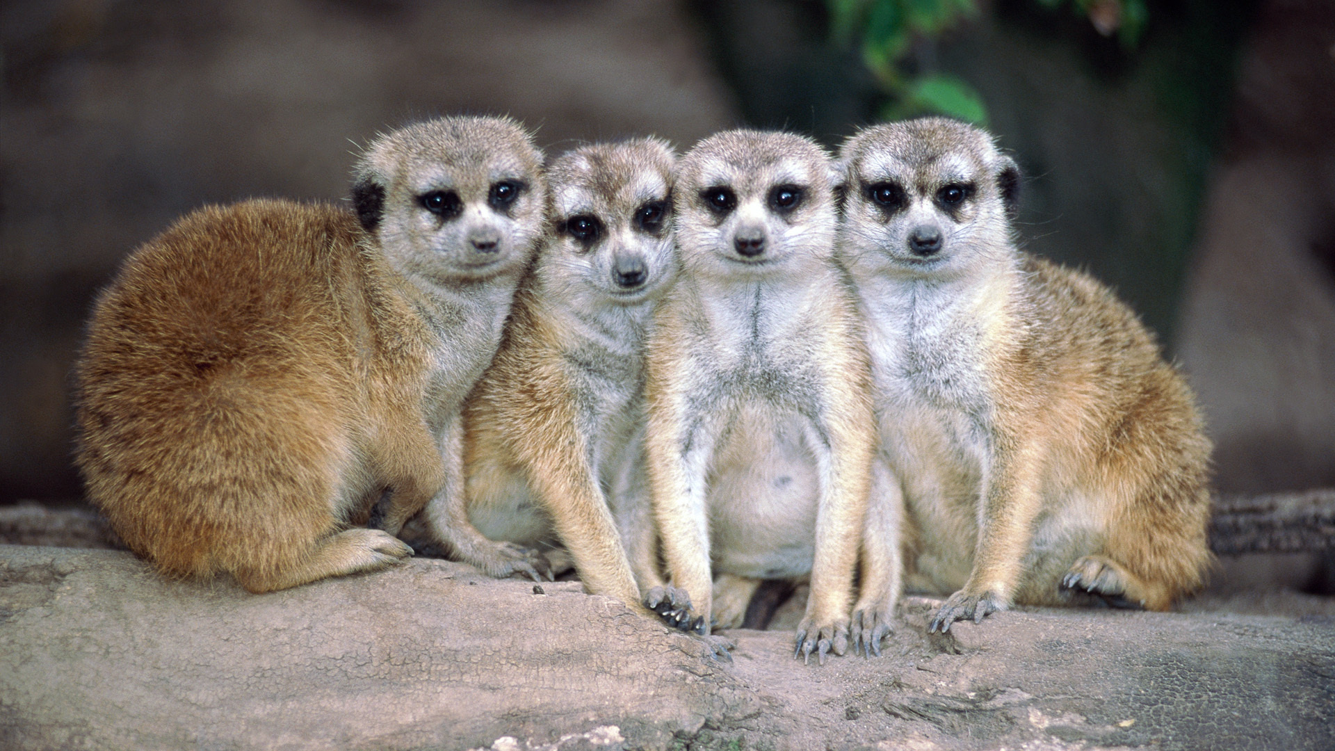 Meerkat Wallpapers