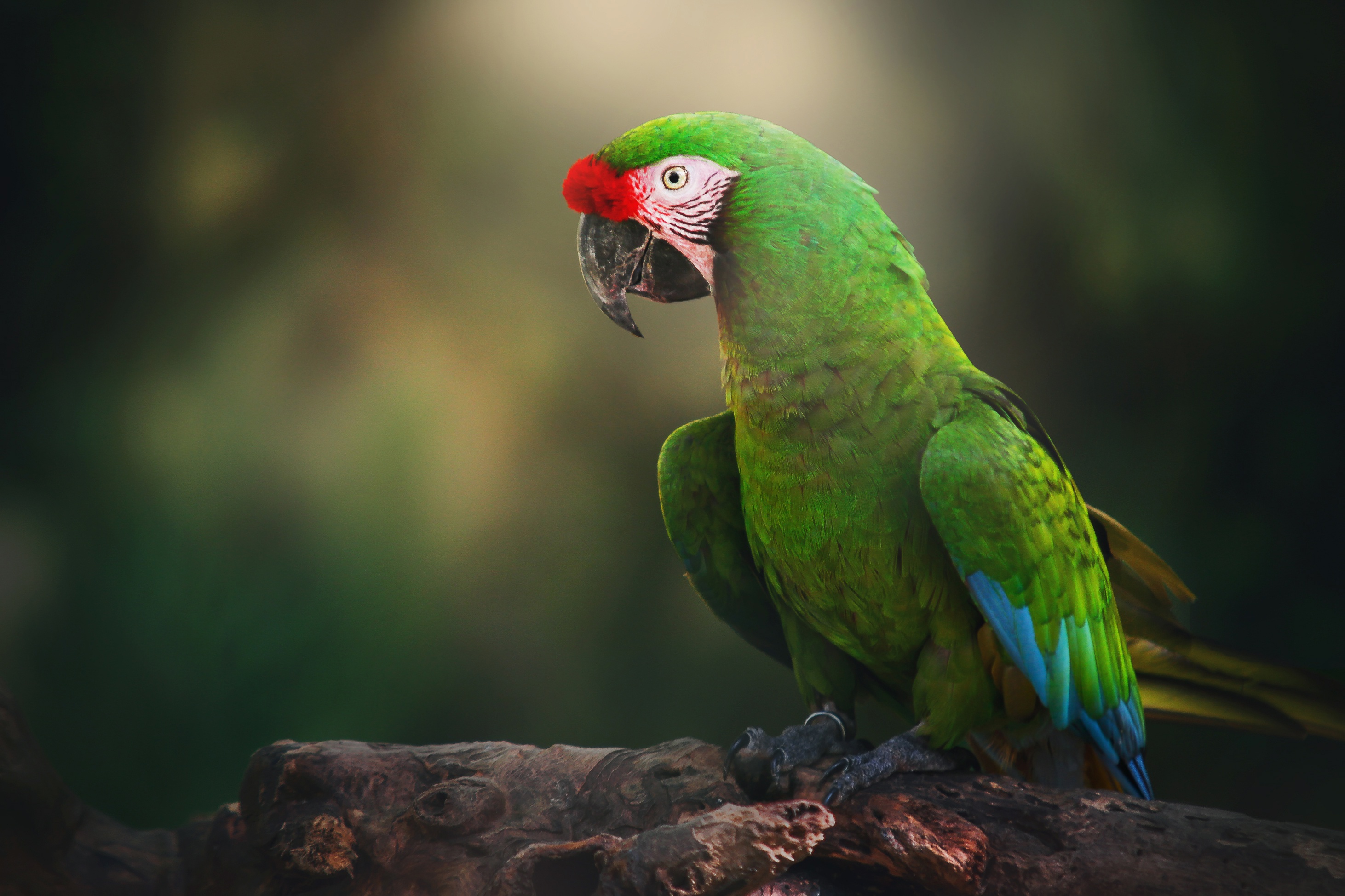 Military Macaw Wallpapers