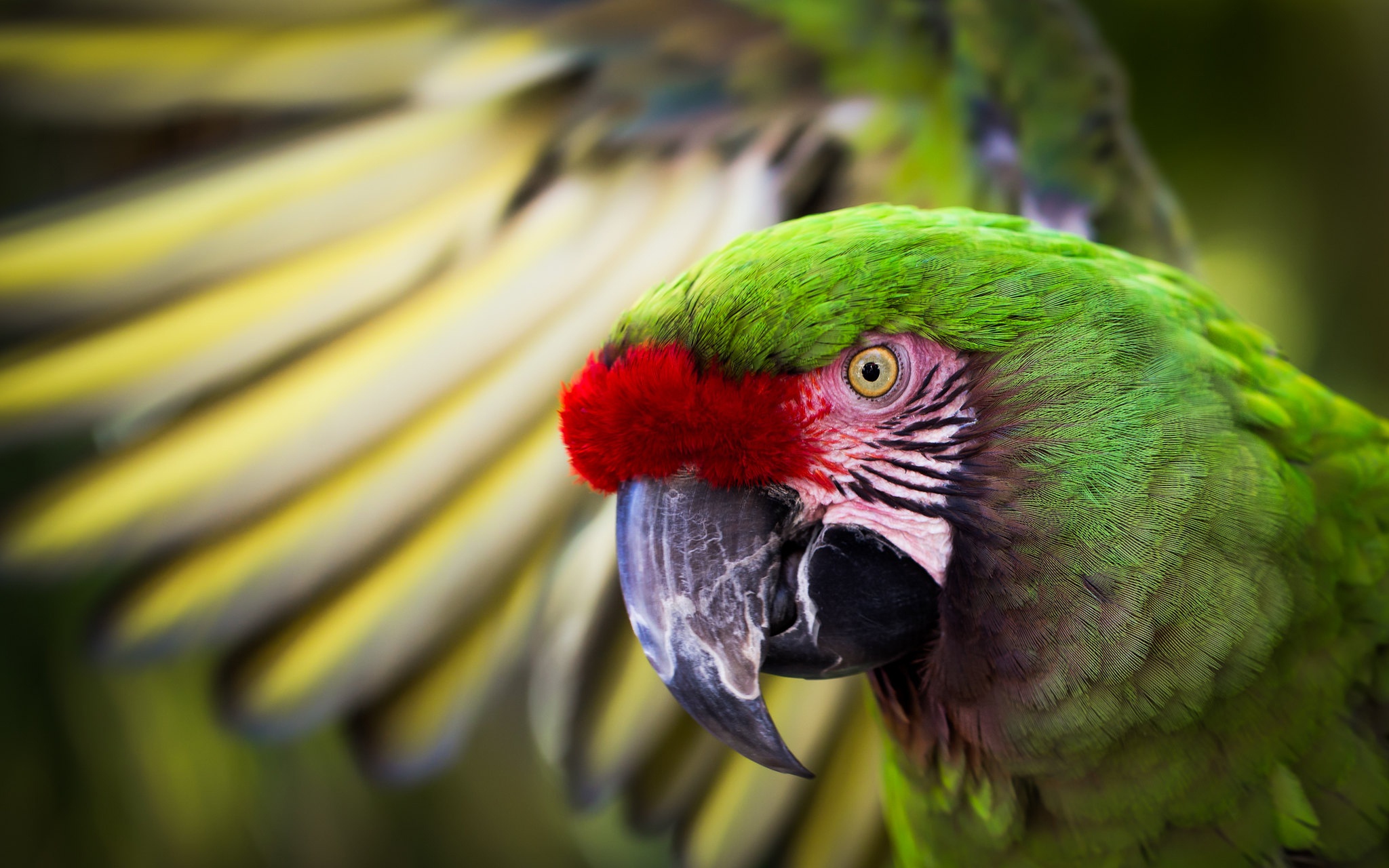 Military Macaw Wallpapers