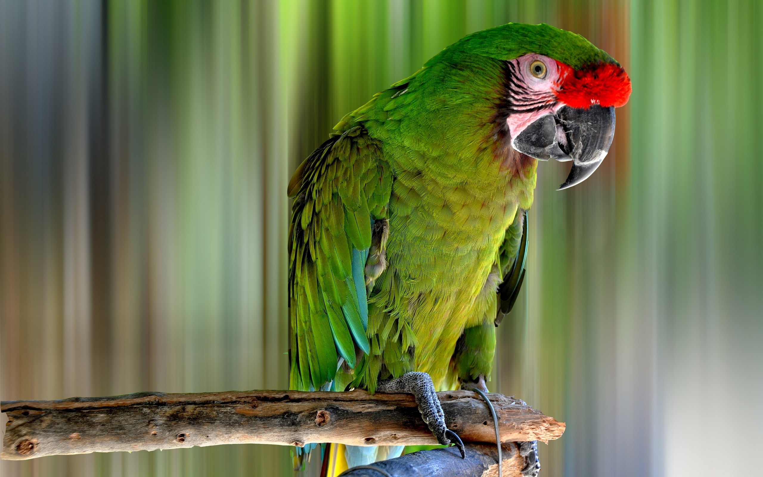 Military Macaw Wallpapers