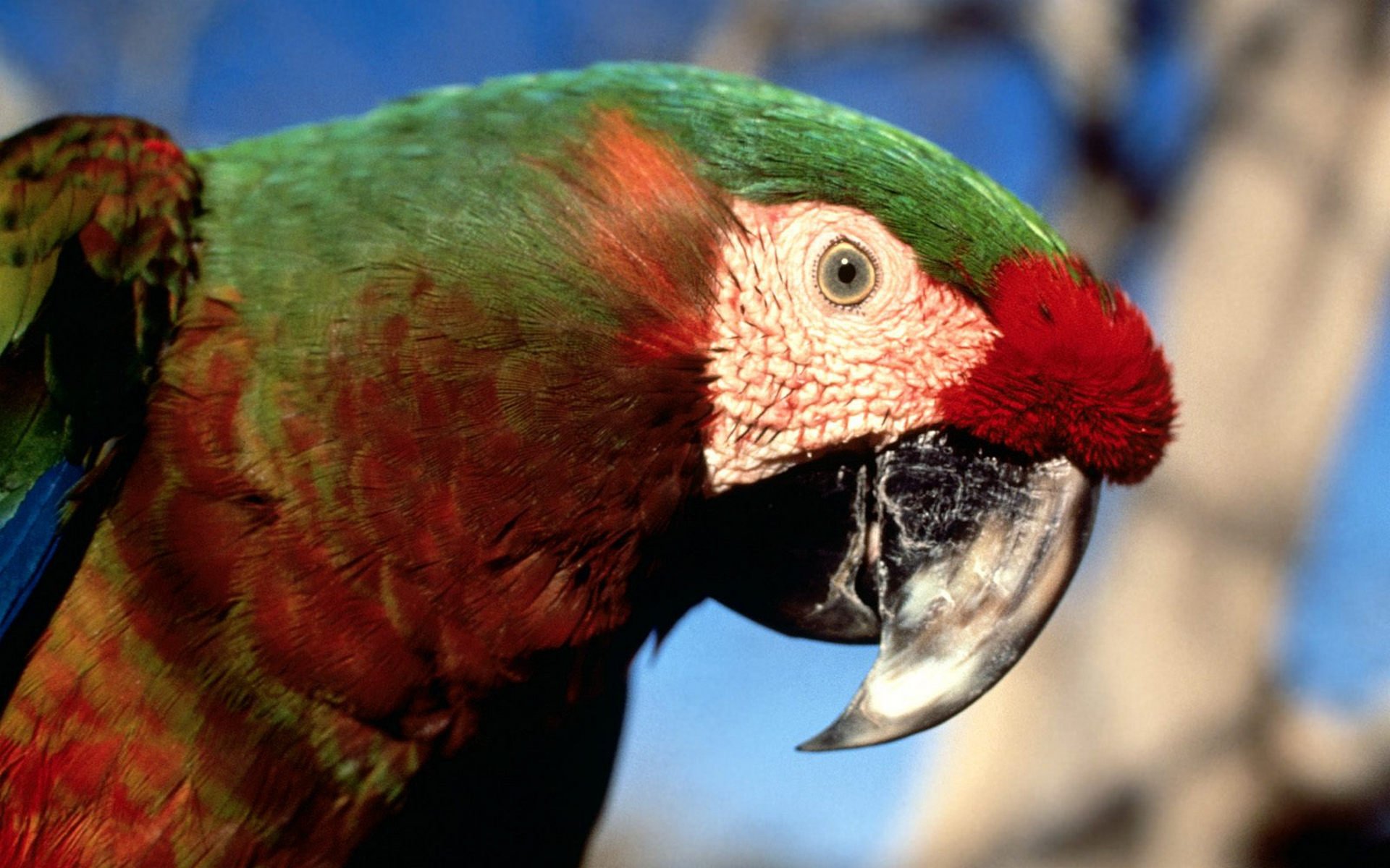 Military Macaw Wallpapers