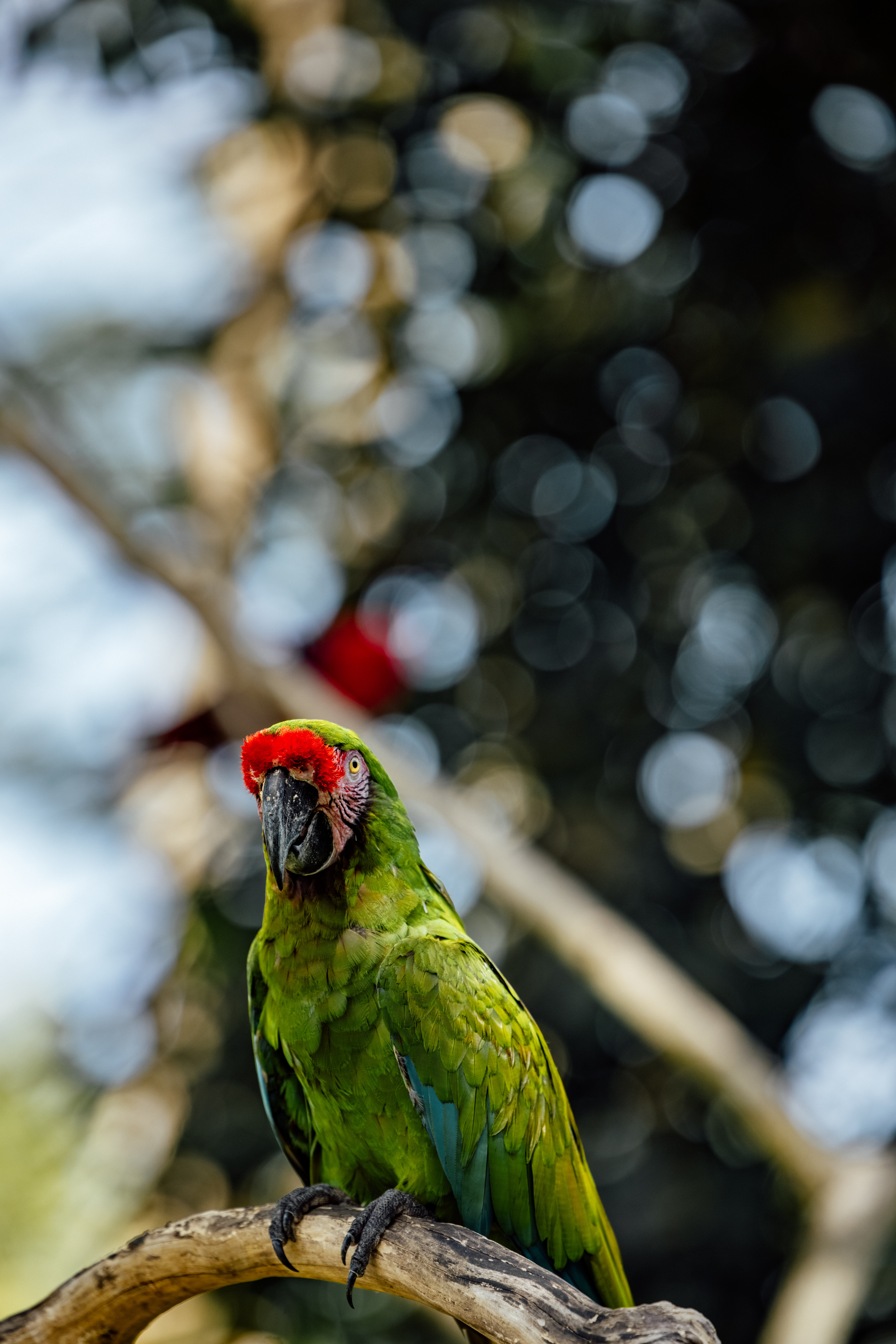 Military Macaw Wallpapers