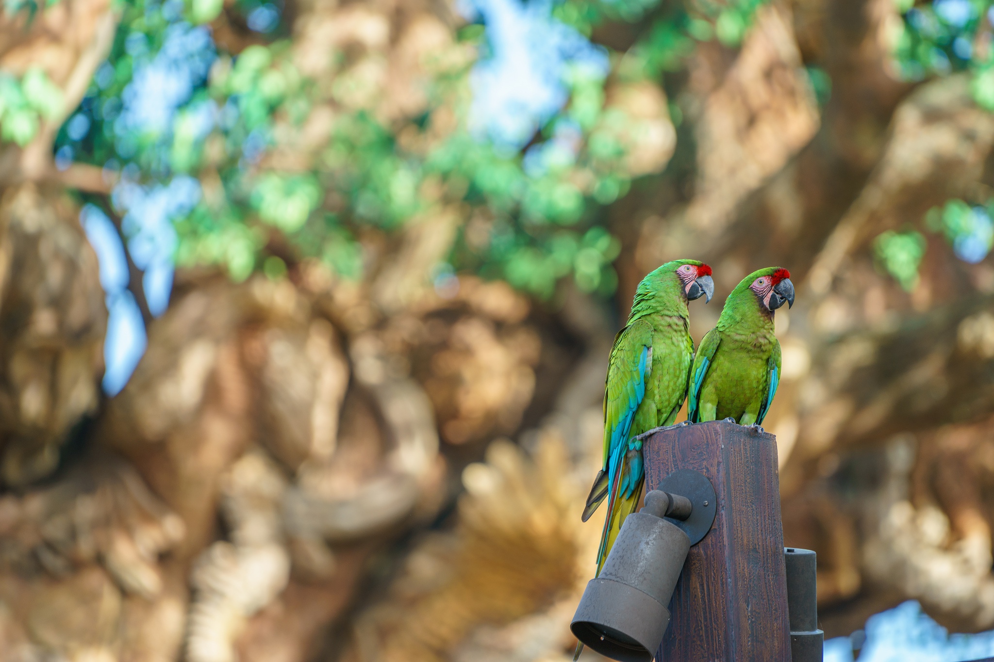 Military Macaw Wallpapers