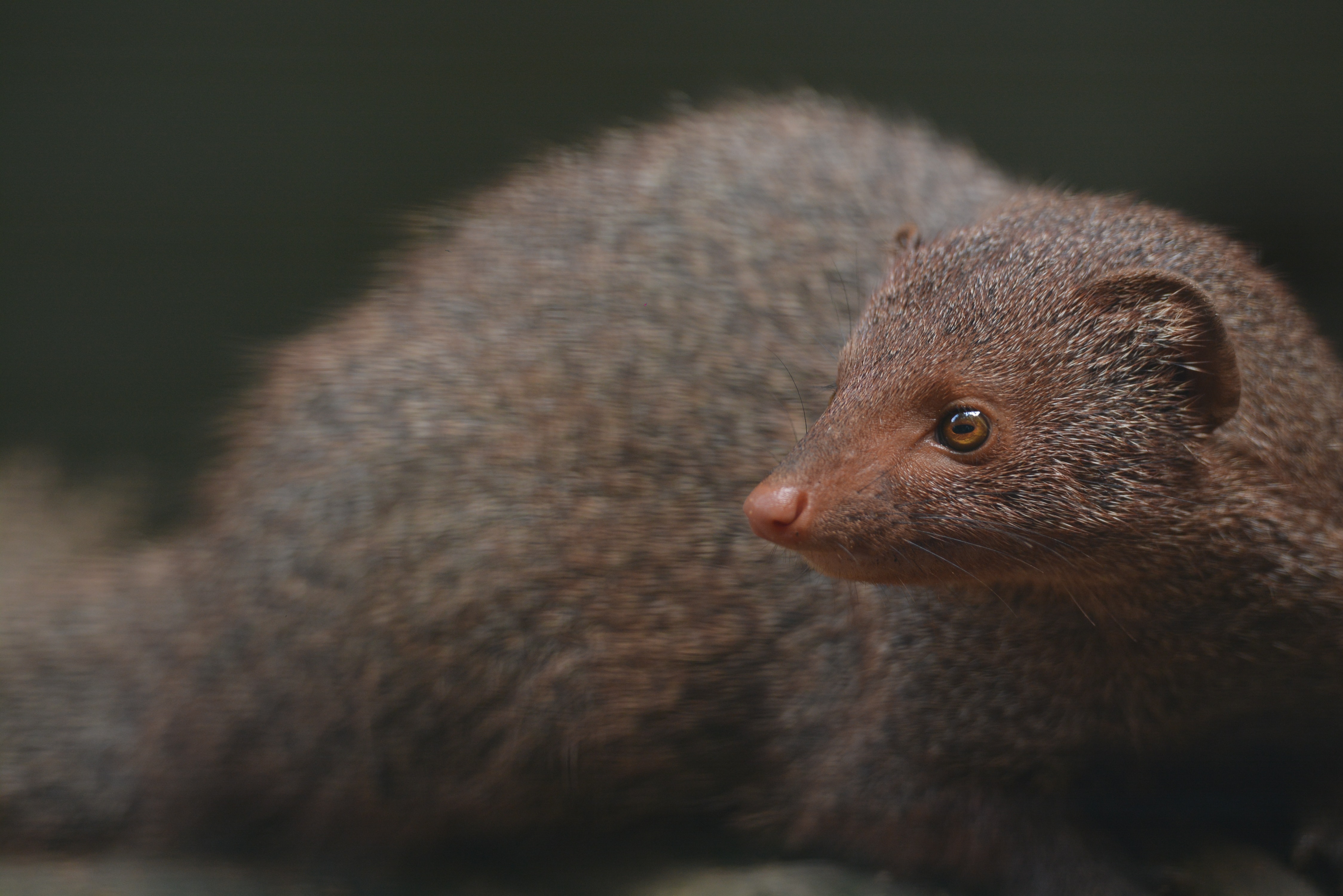 Mongooses Wallpapers