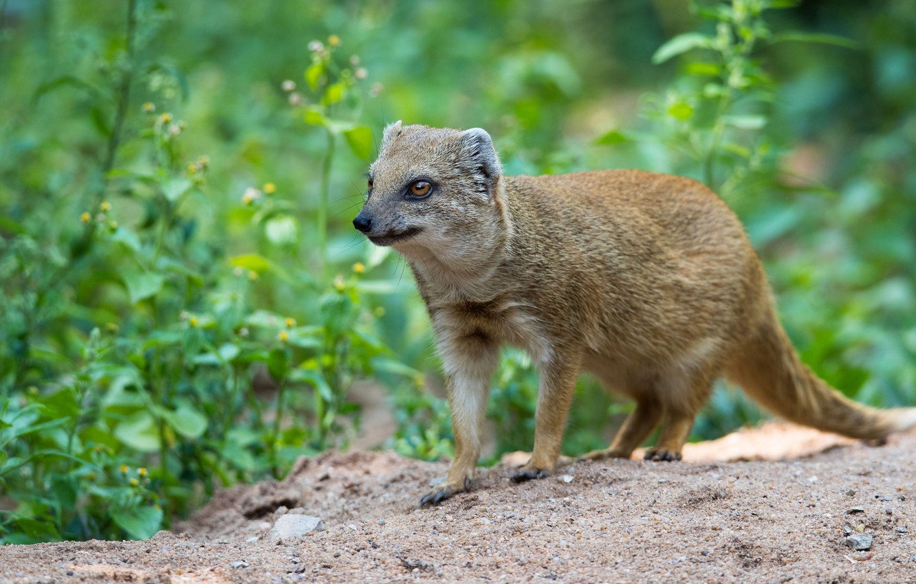 Mongooses Wallpapers