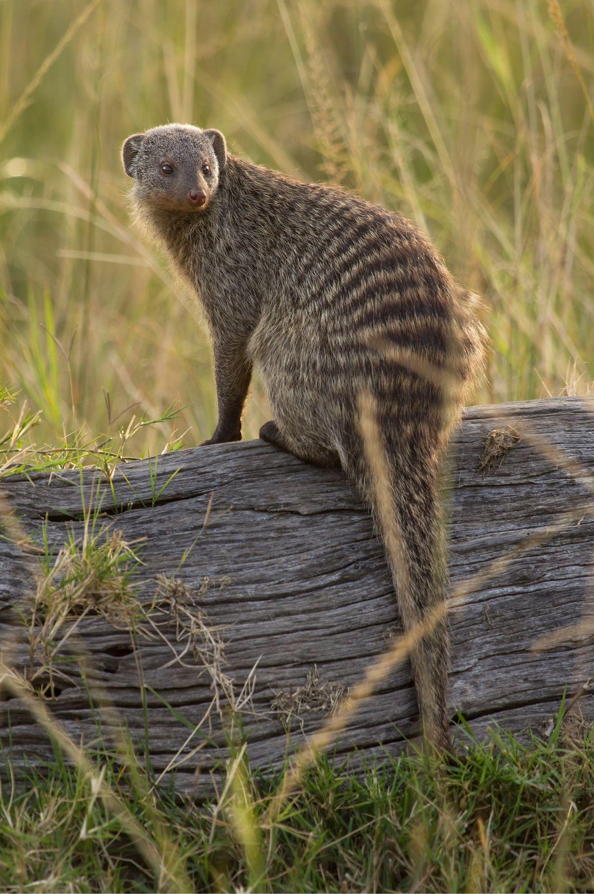 Mongooses Wallpapers