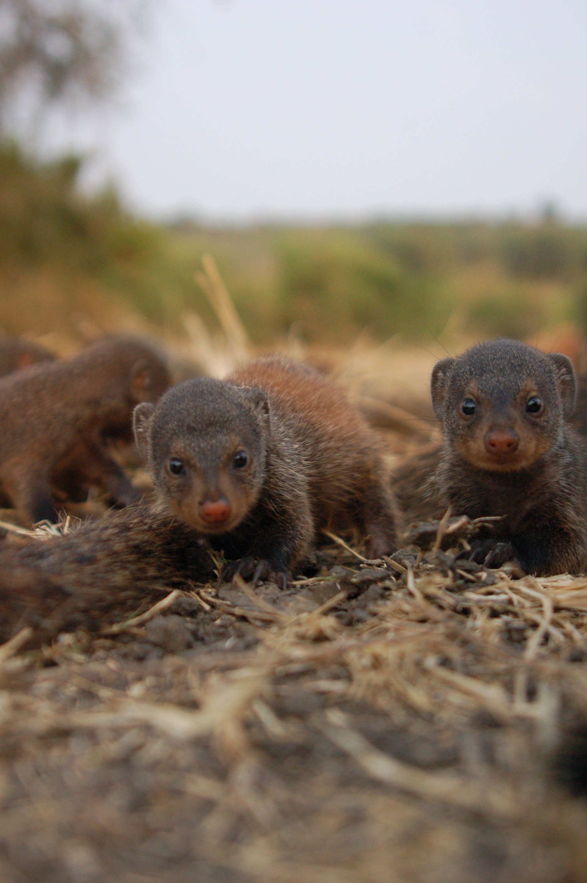 Mongooses Wallpapers