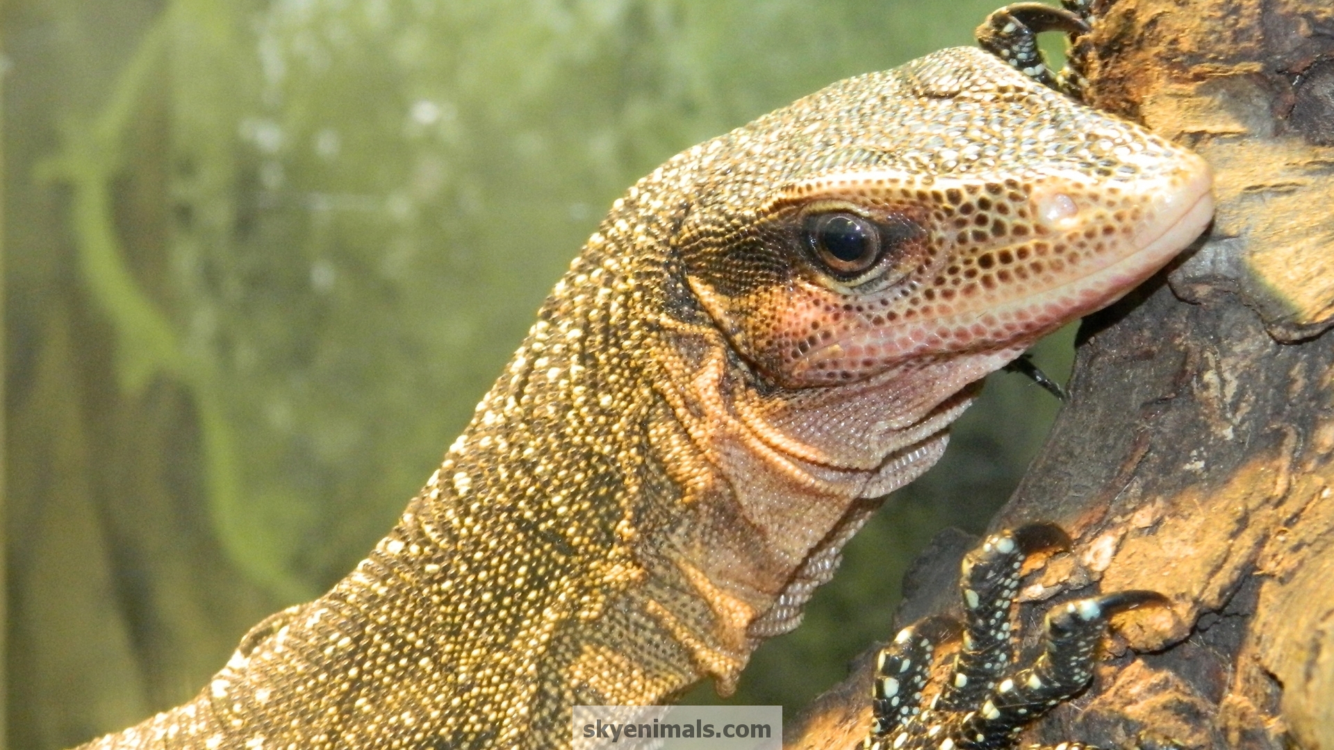 Monitor Lizard Wallpapers