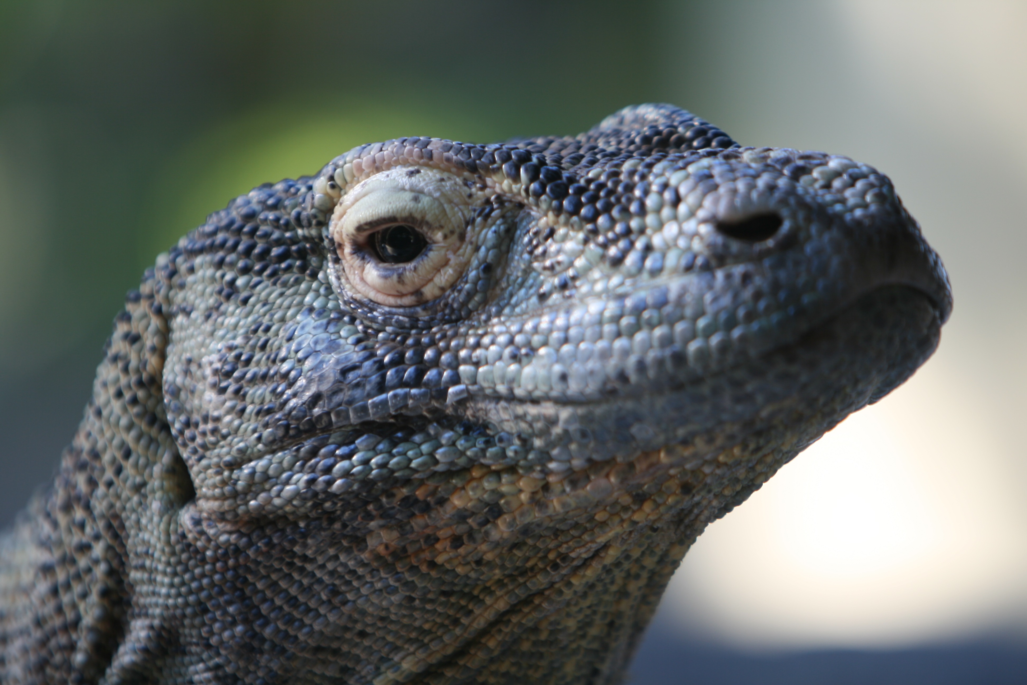 Monitor Lizard Wallpapers