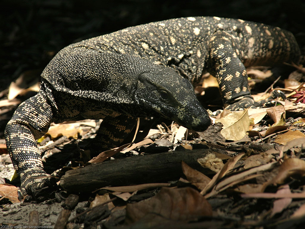 Monitor Lizard Wallpapers