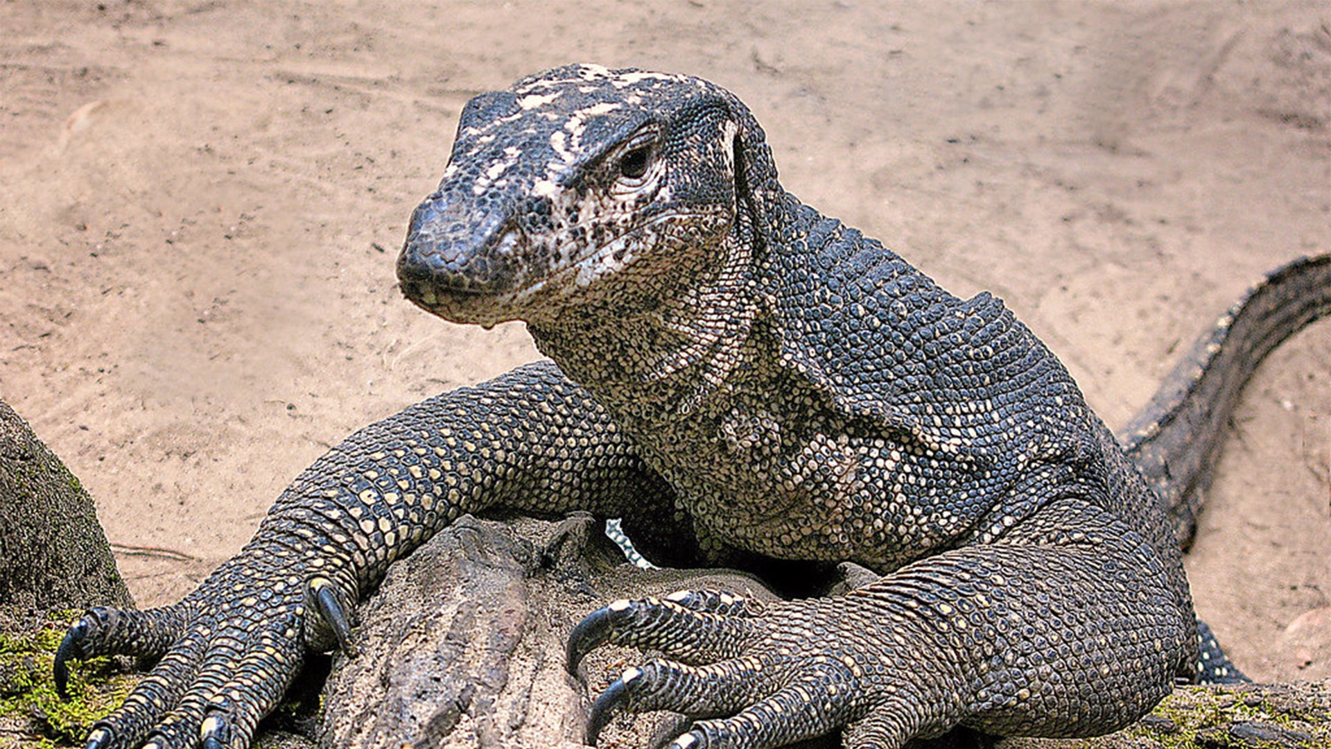 Monitor Lizard Wallpapers